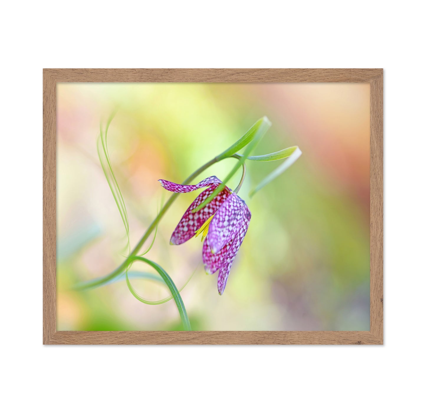 Snake's Head Fritillary