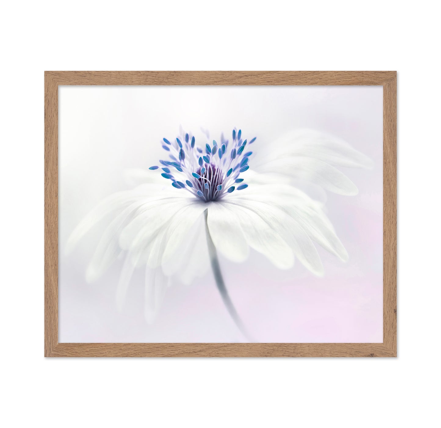 Anemone Blanda