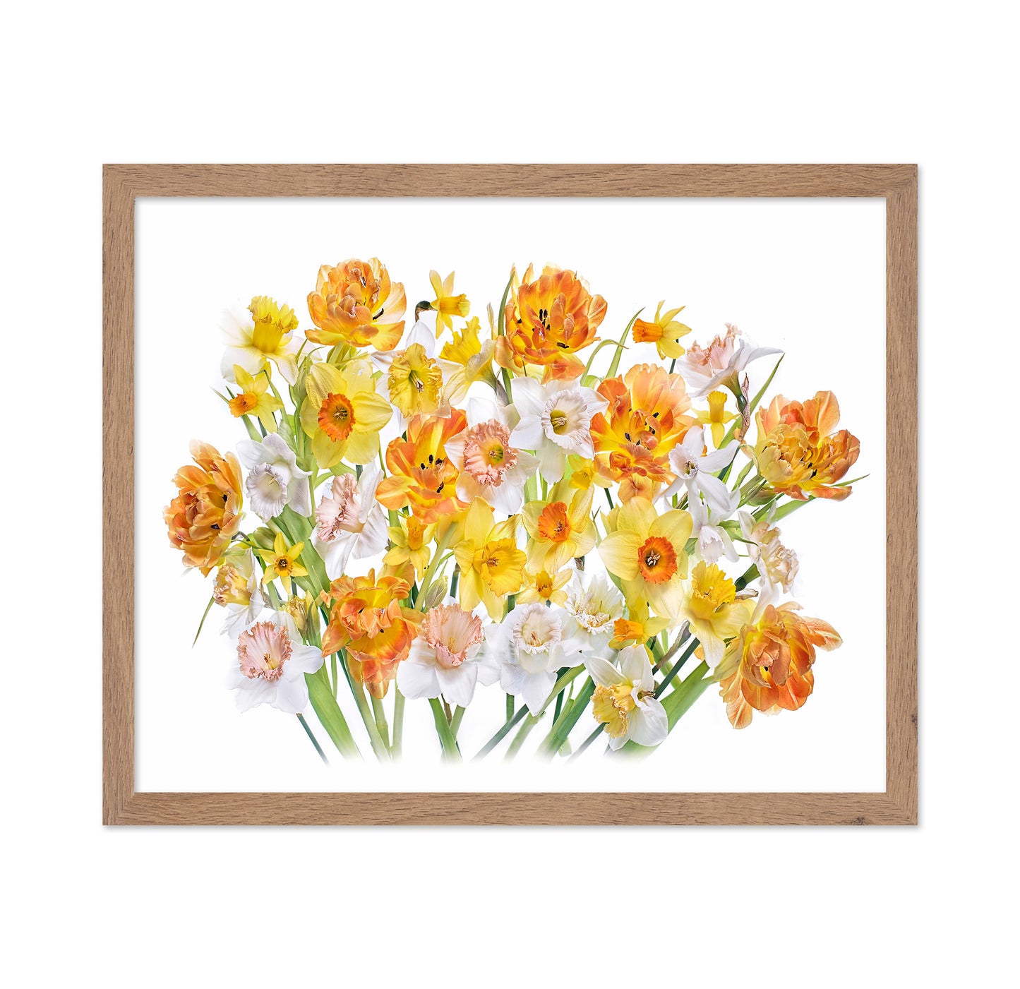 Spring Daffodils and Tulips
