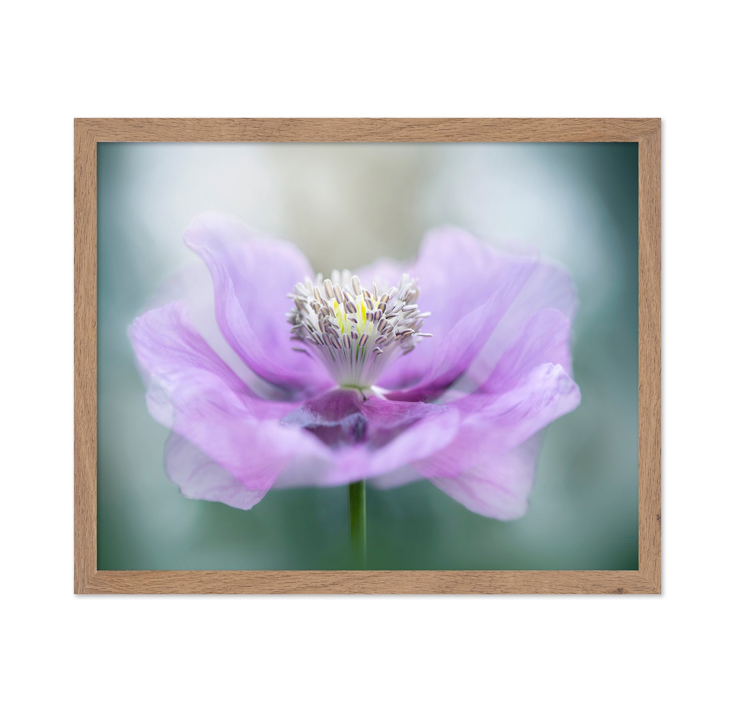 Papaver