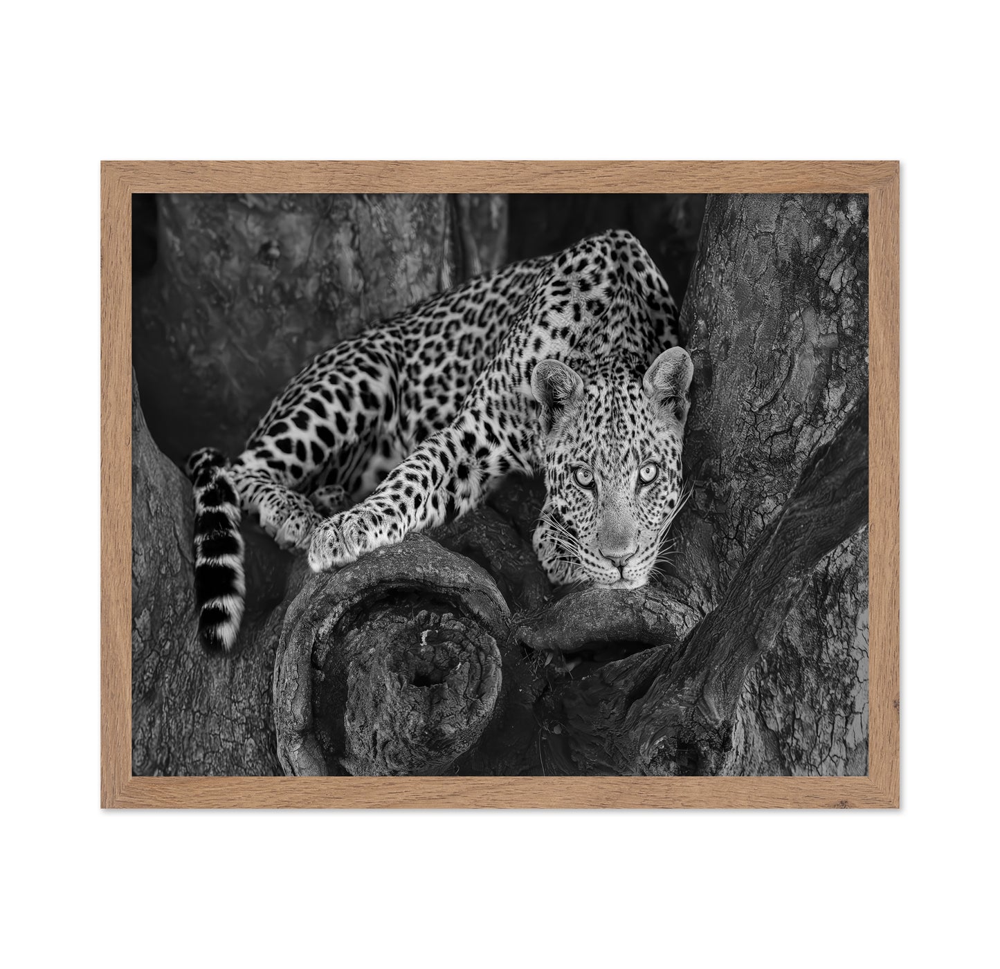 Leopard on A Tree
