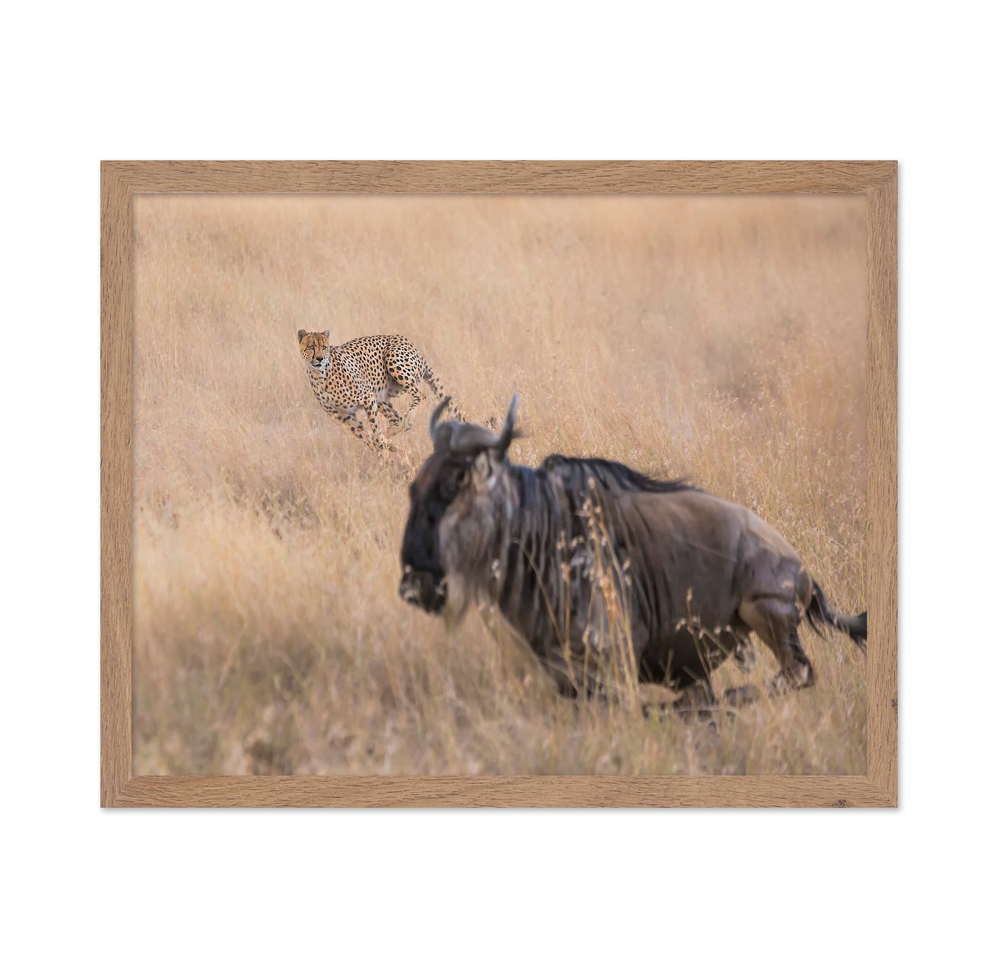 Cheetah Hunting