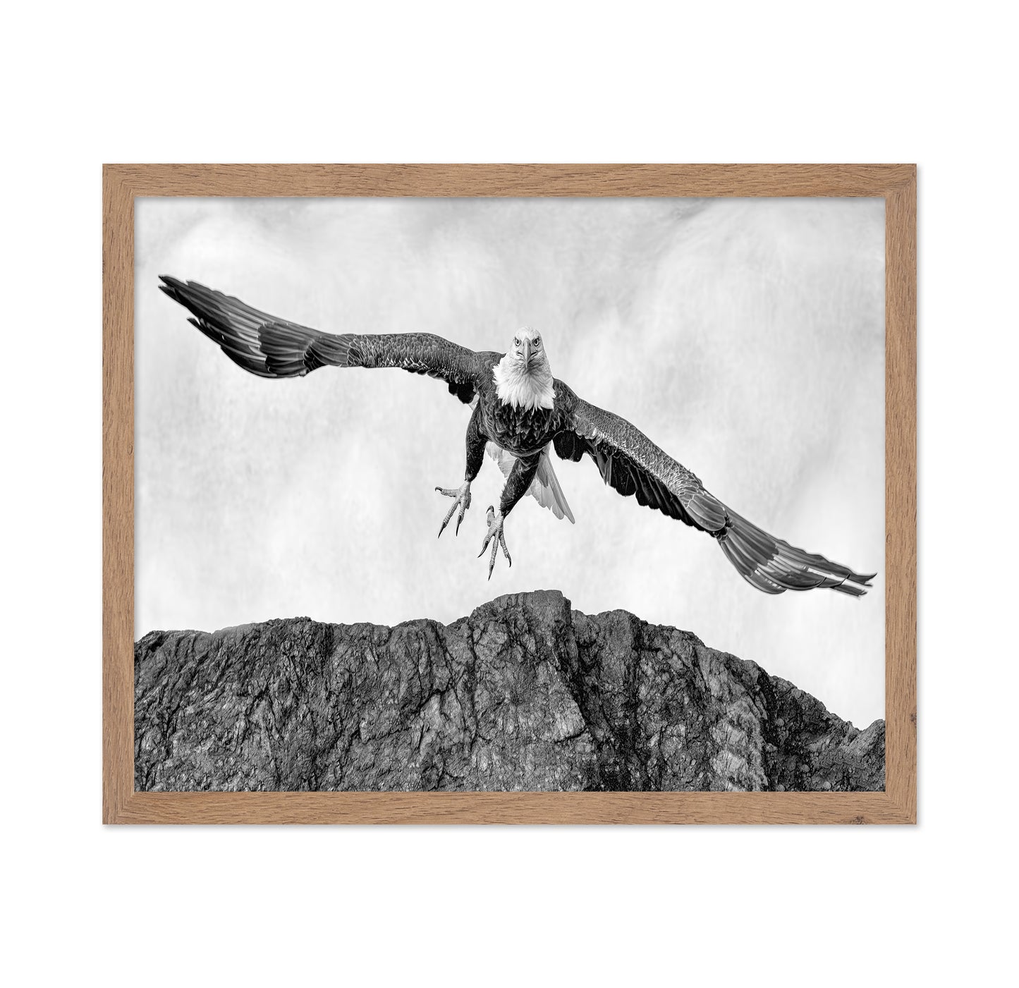 Bald Eagle In Flight