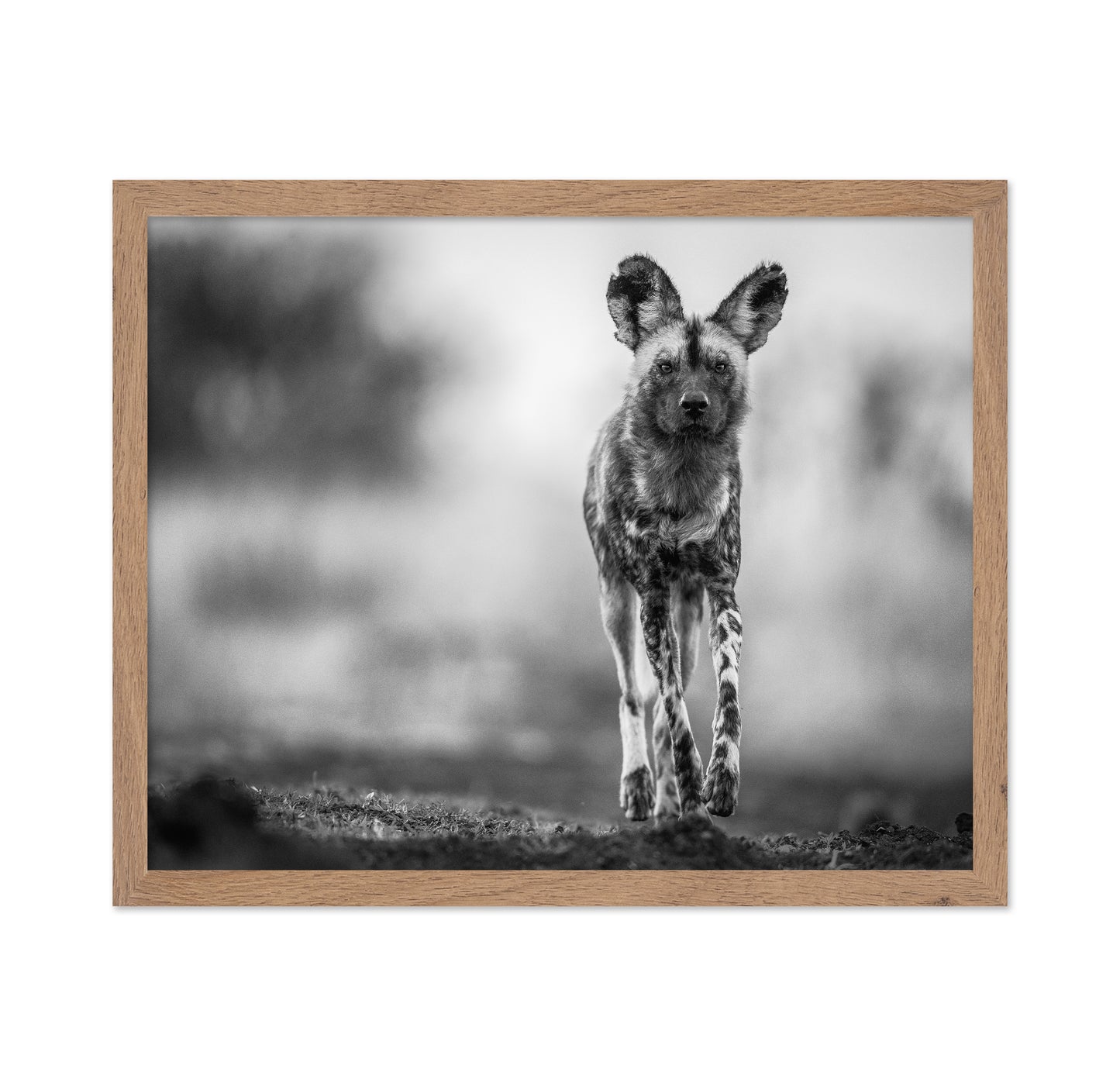 Monochrome Wild Dog