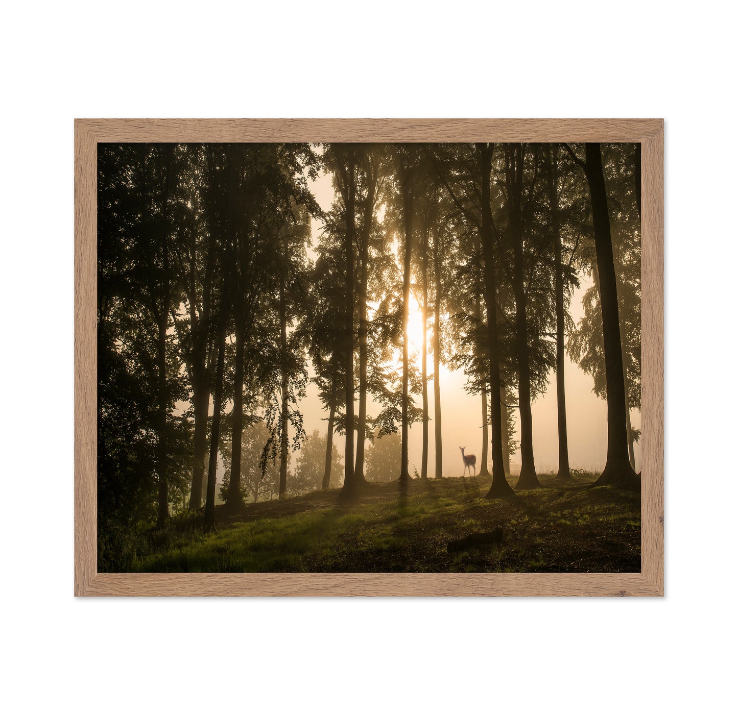 Deer in the Morning Mist