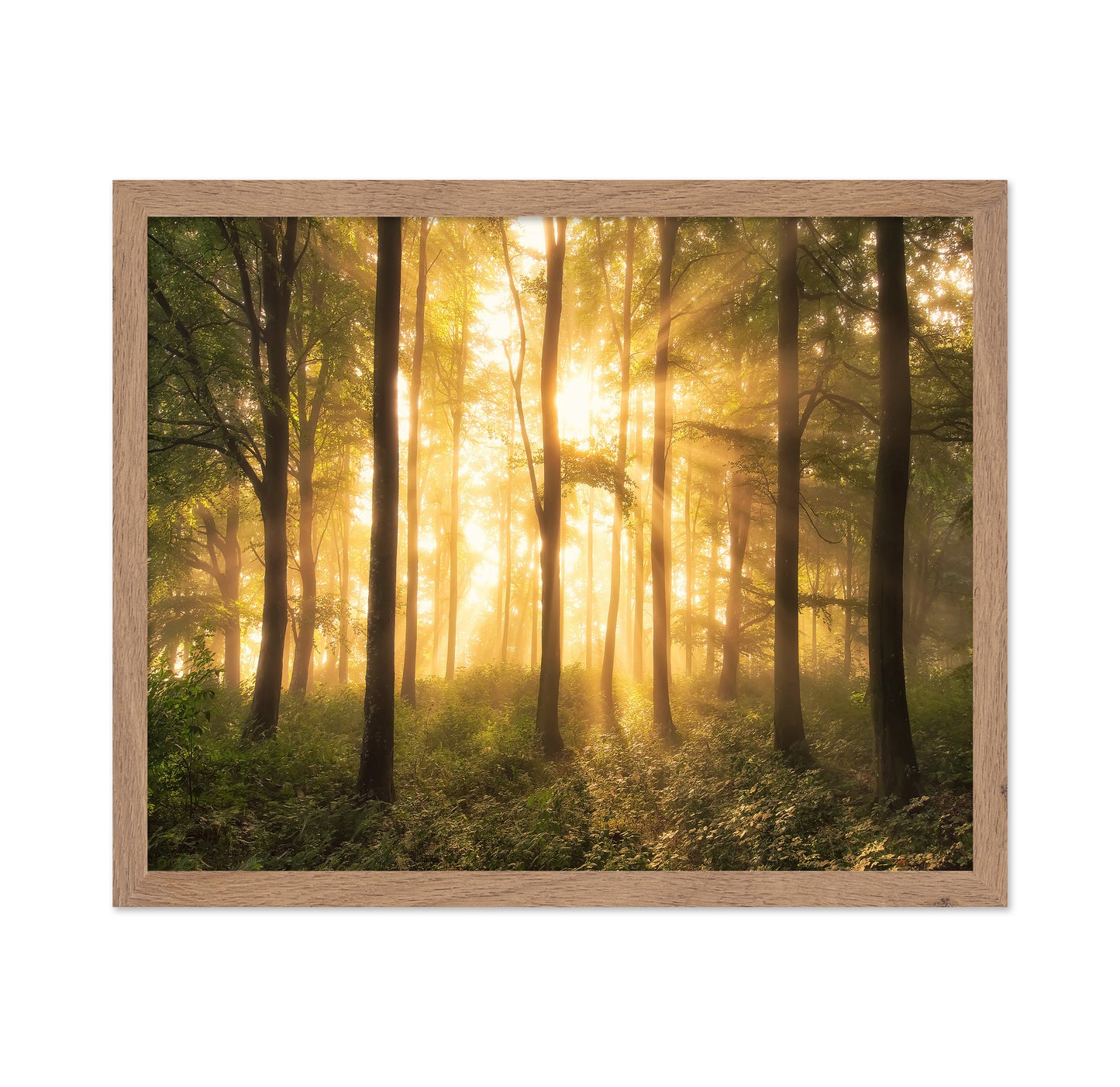Light in the Forest
