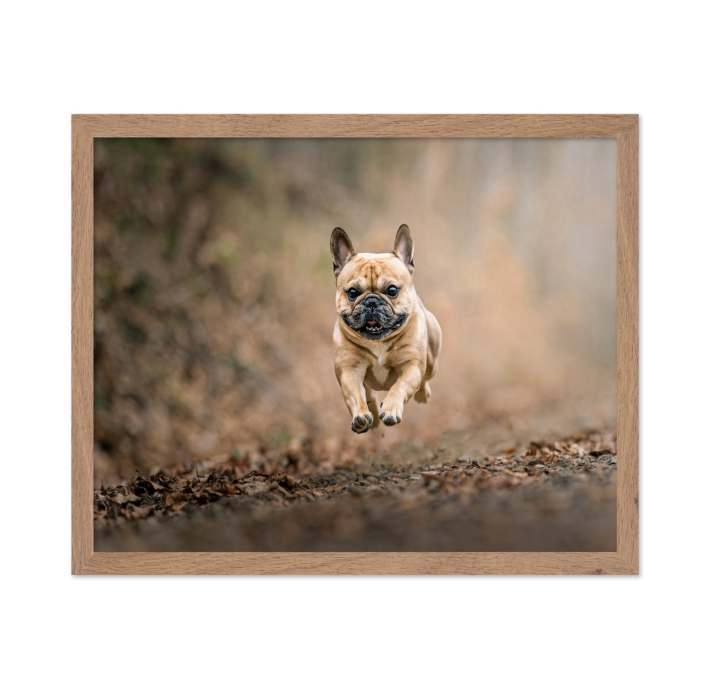 Flying Bruno No 2