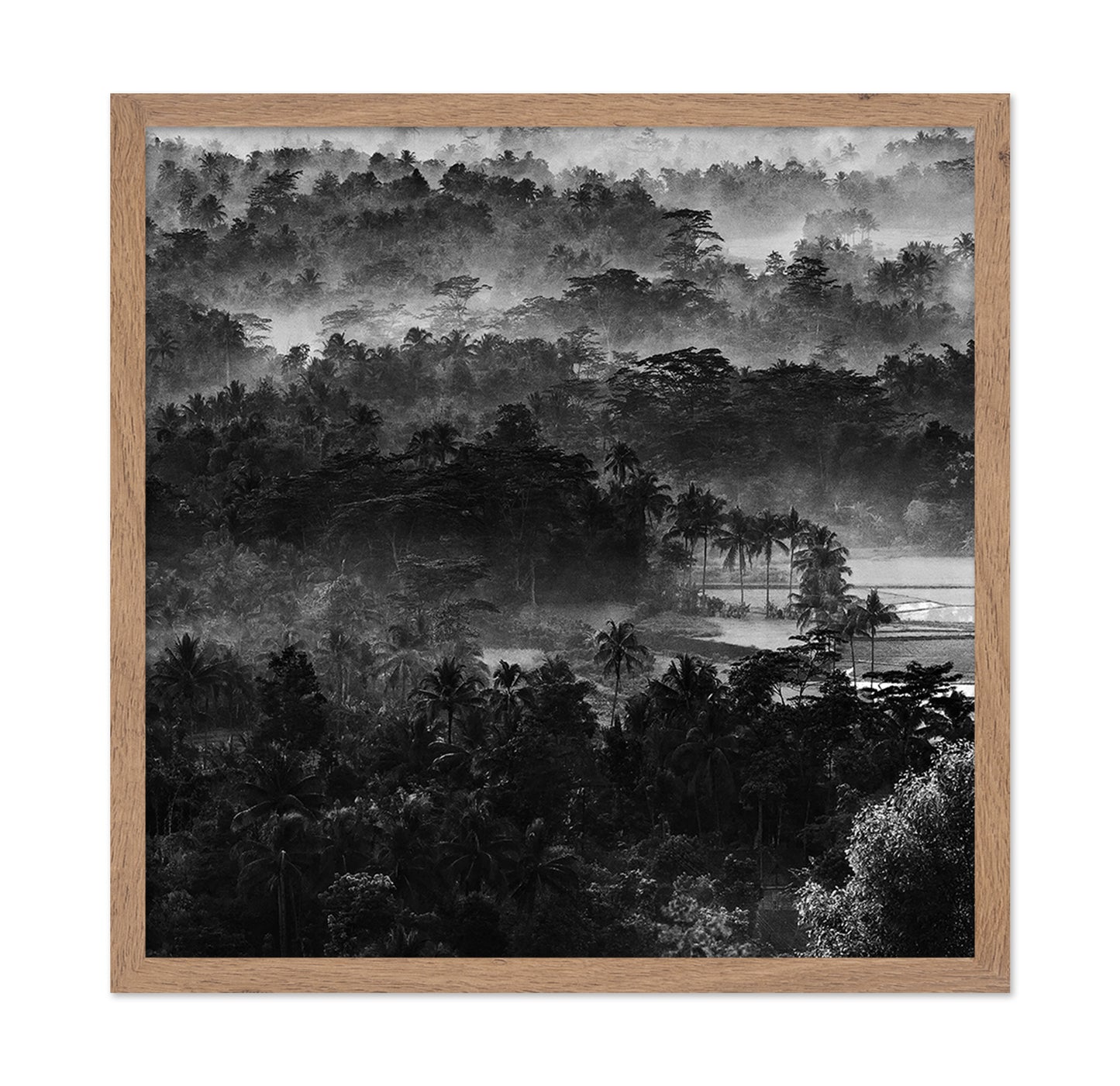 Mist In The Morning