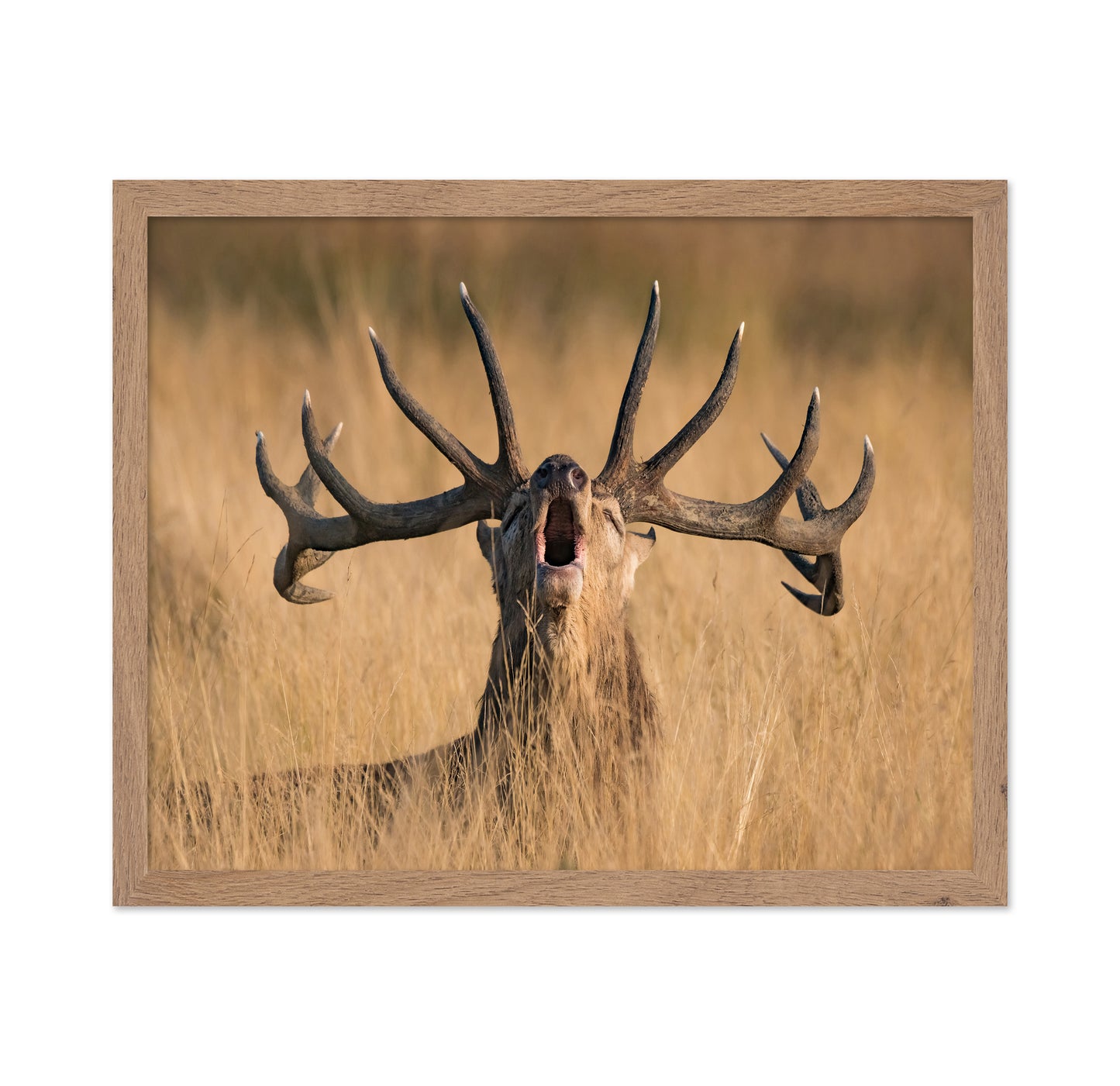 Ready to Rut