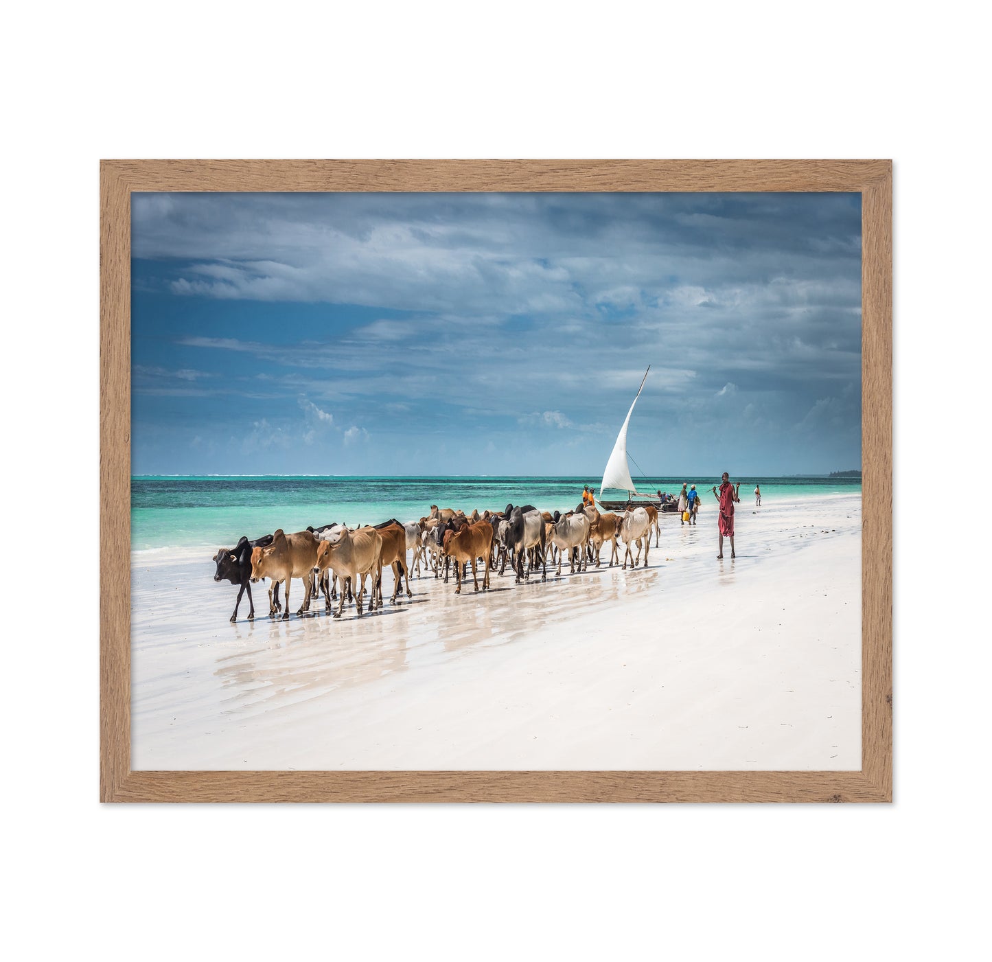 Masai Cattle on Zanzibar Beach