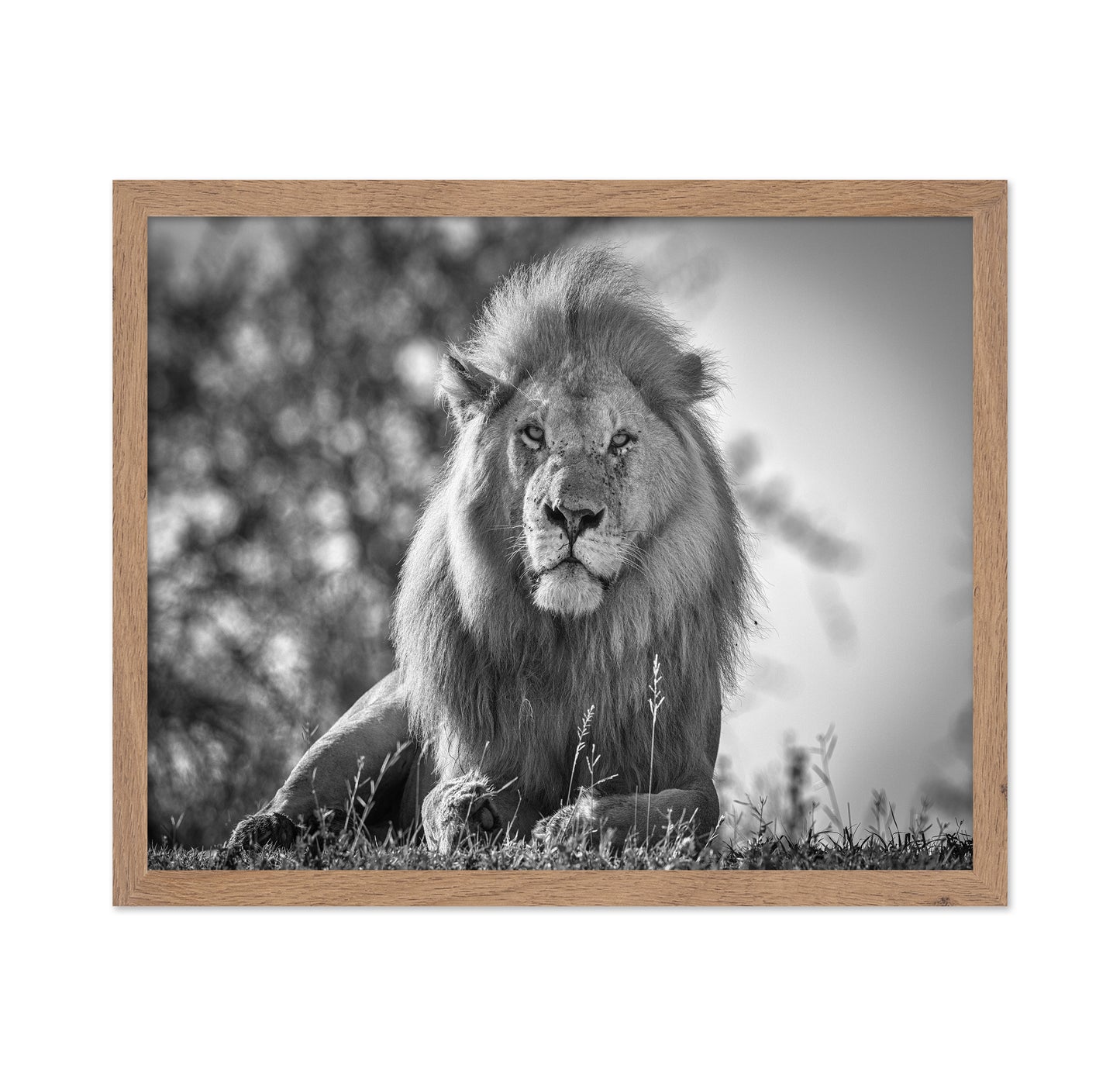 Monochromatic Lion King