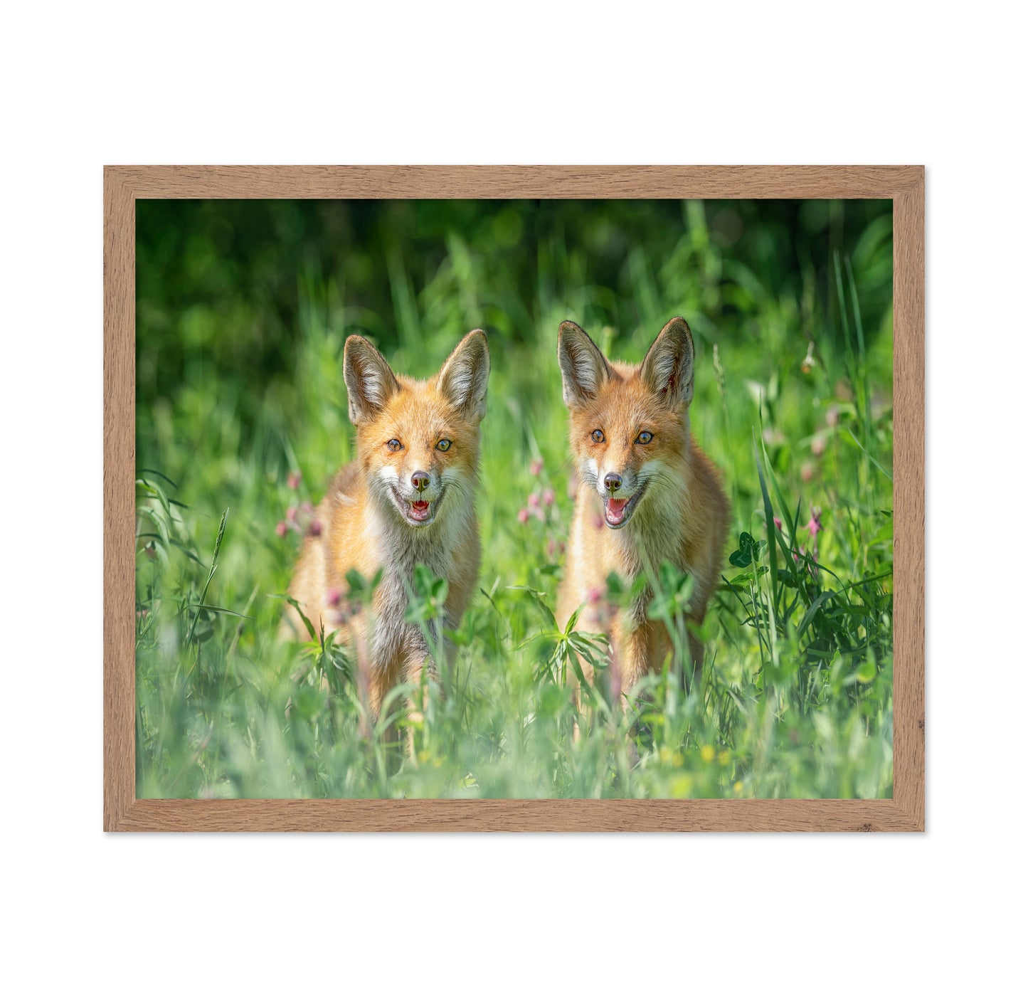 Red Fox Family Portrait