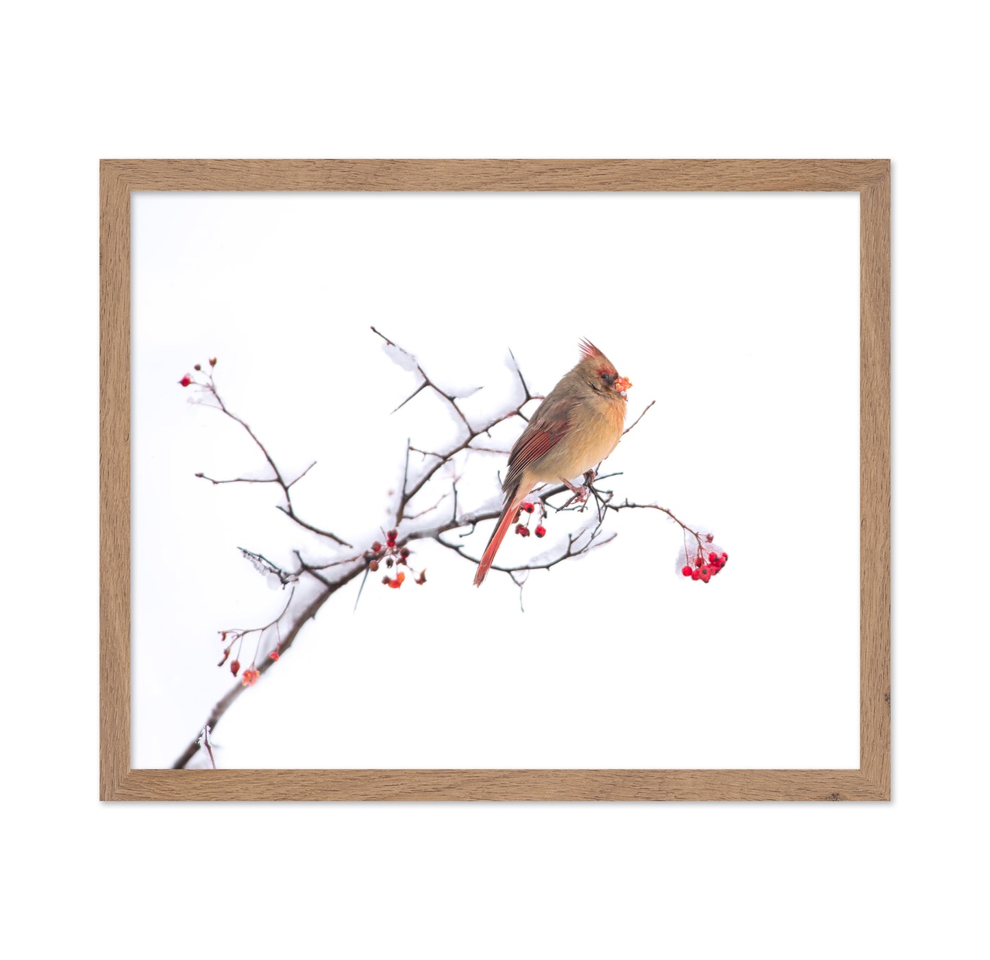 Cardinal