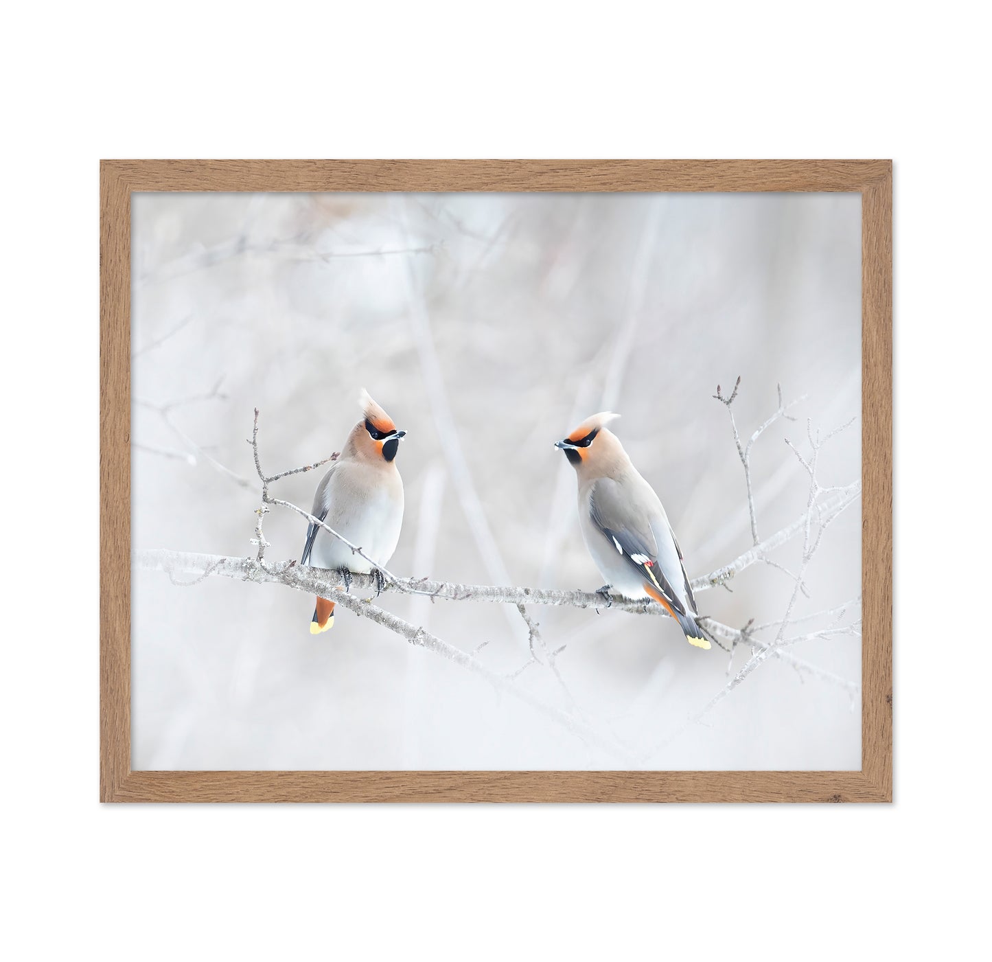 Bohemian Waxwings