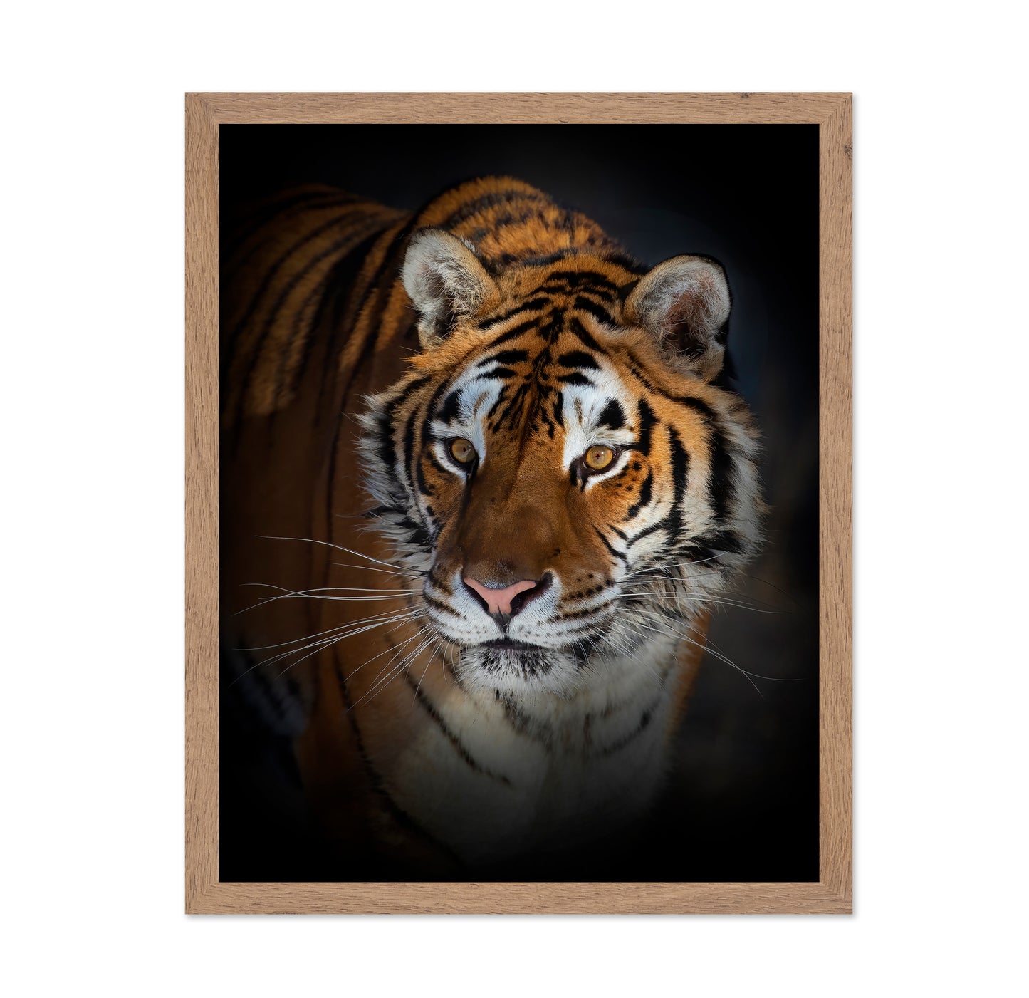 Portrait of a Siberian Tiger
