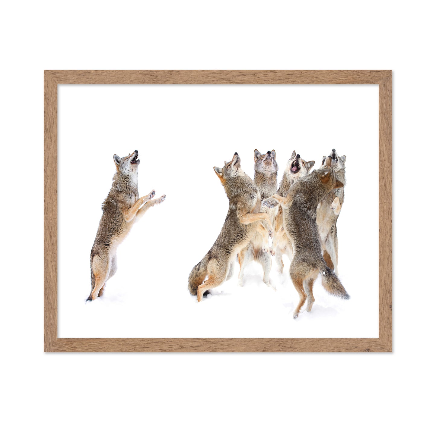 The Choir - Coyotes