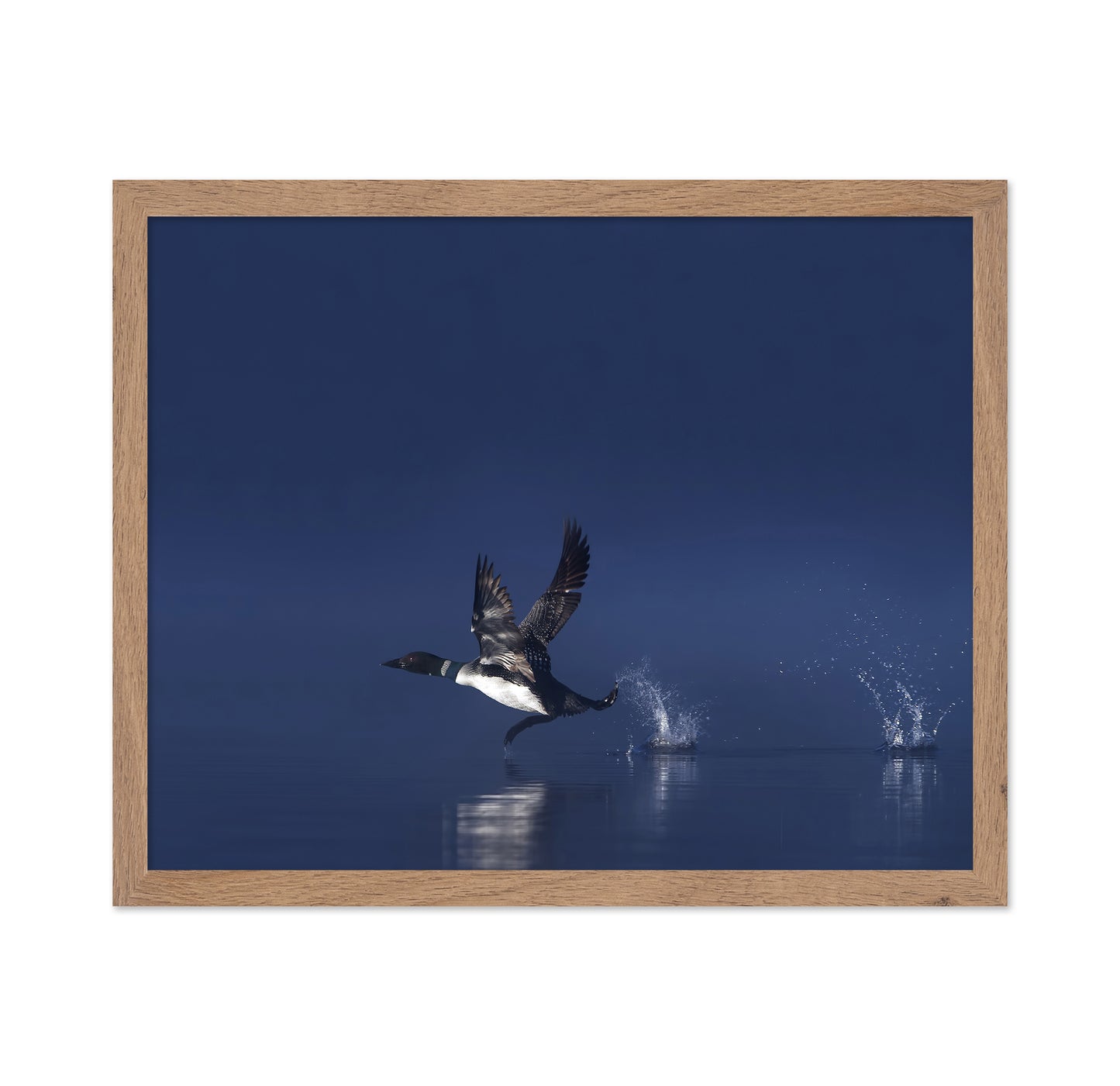 Loon Flight