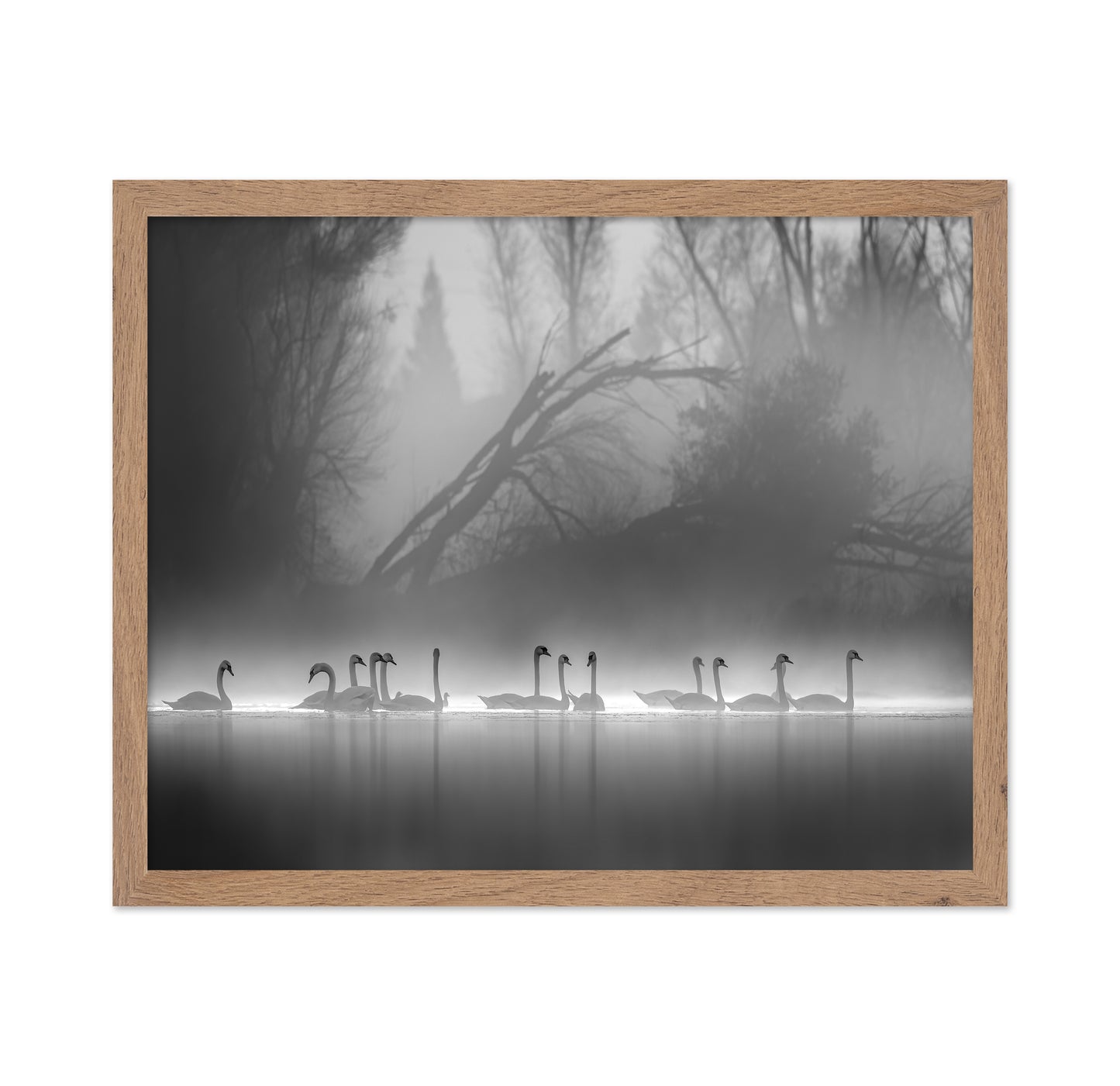 Swan Lake Foggy Morning No 1