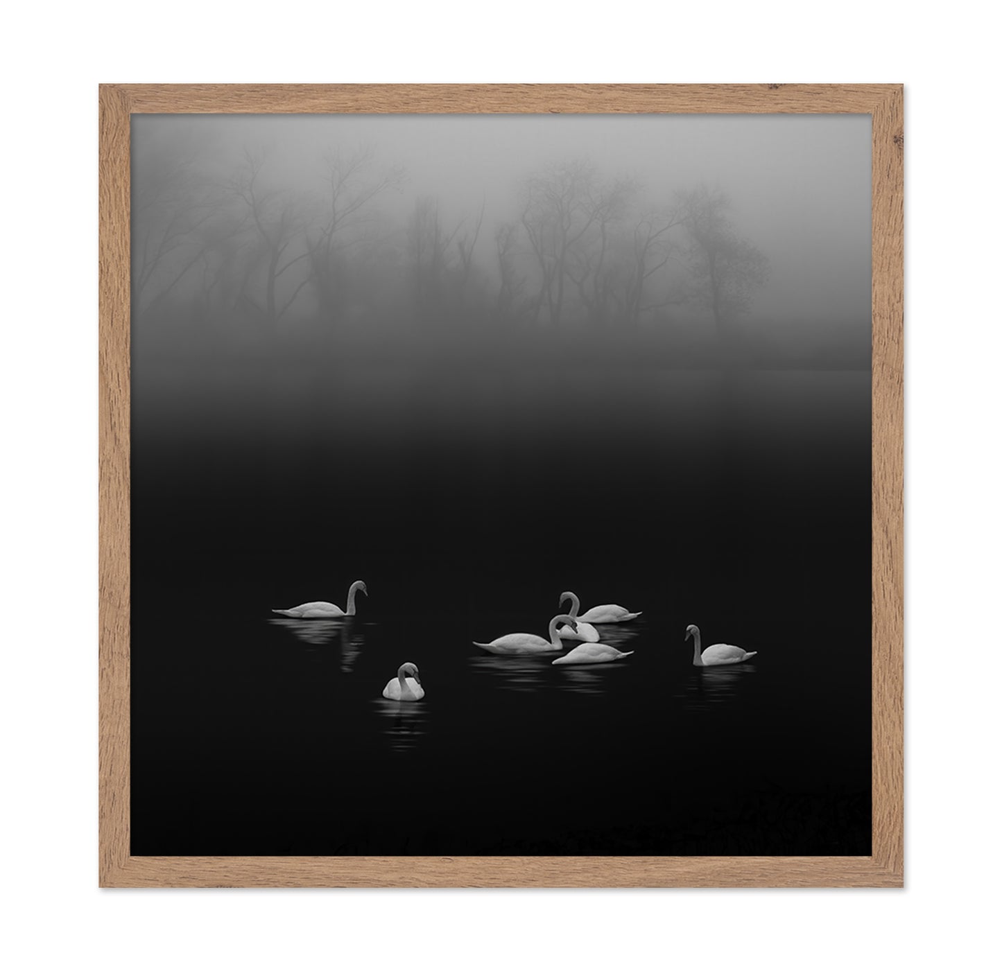 Swan Lake Foggy Morning No 2