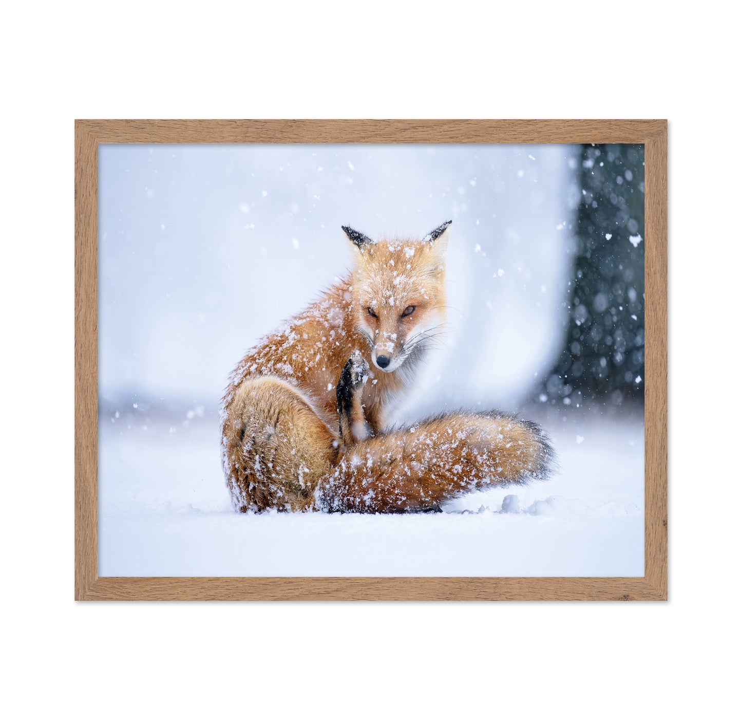 Red Fox in Winter
