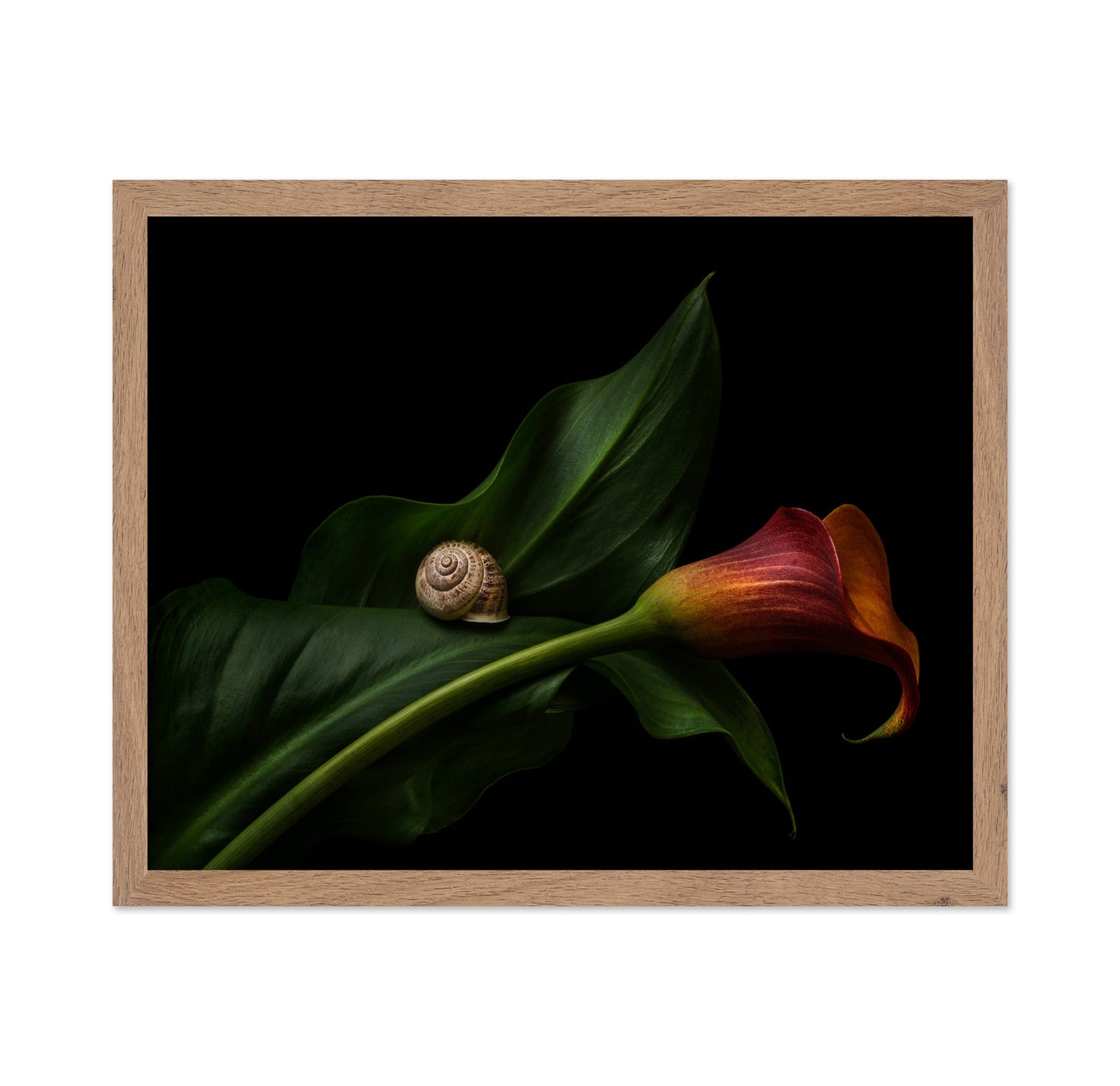 Still Life With A Calla