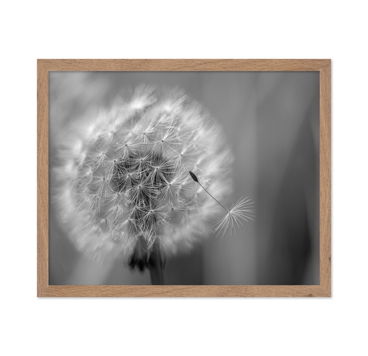 Dandelion Seed