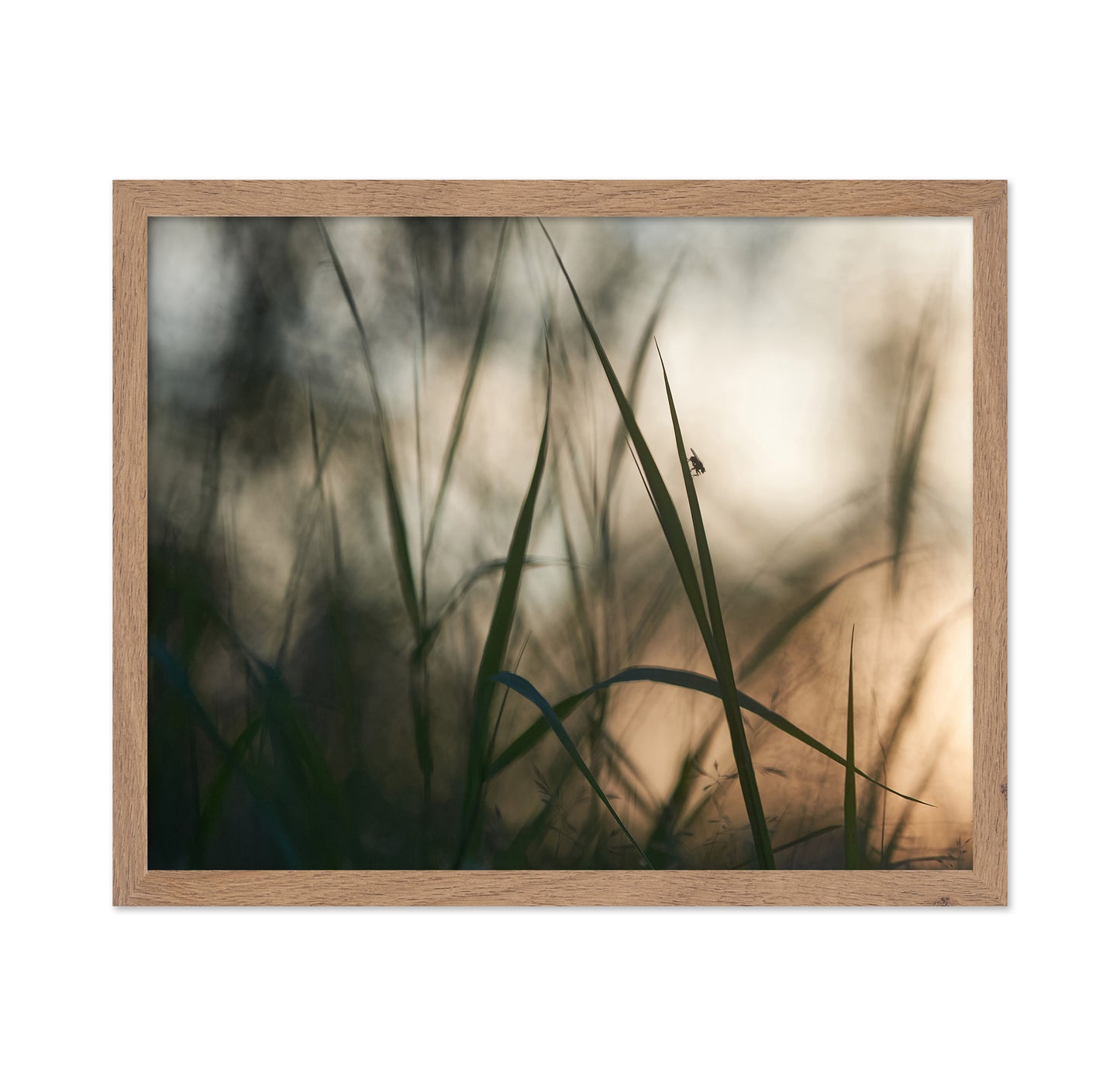 Resting On A Grass Stem