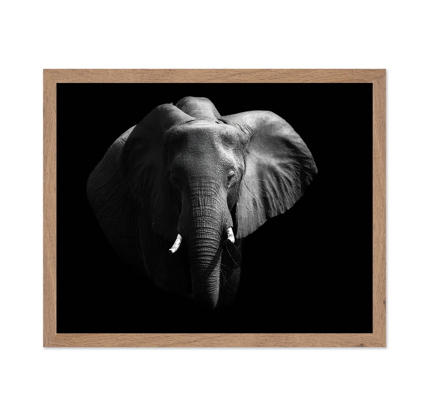 The African Elephant