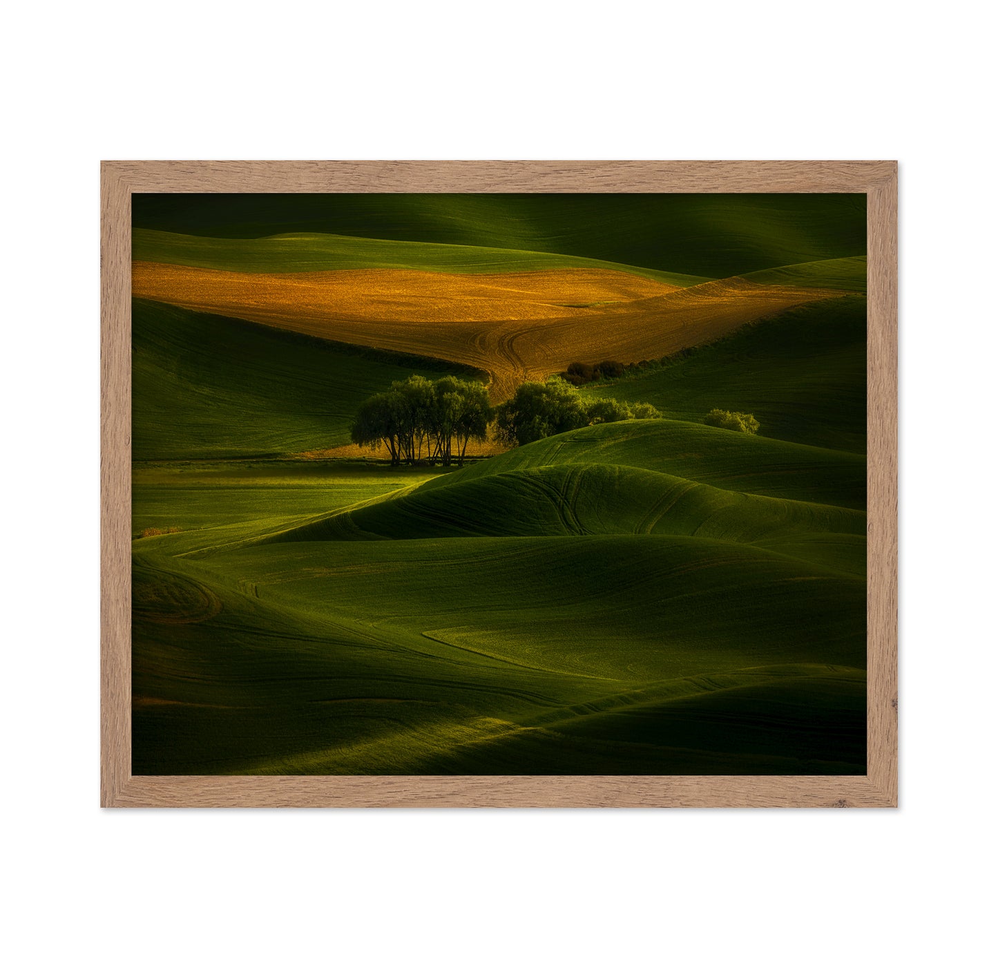 Tree In The Field
