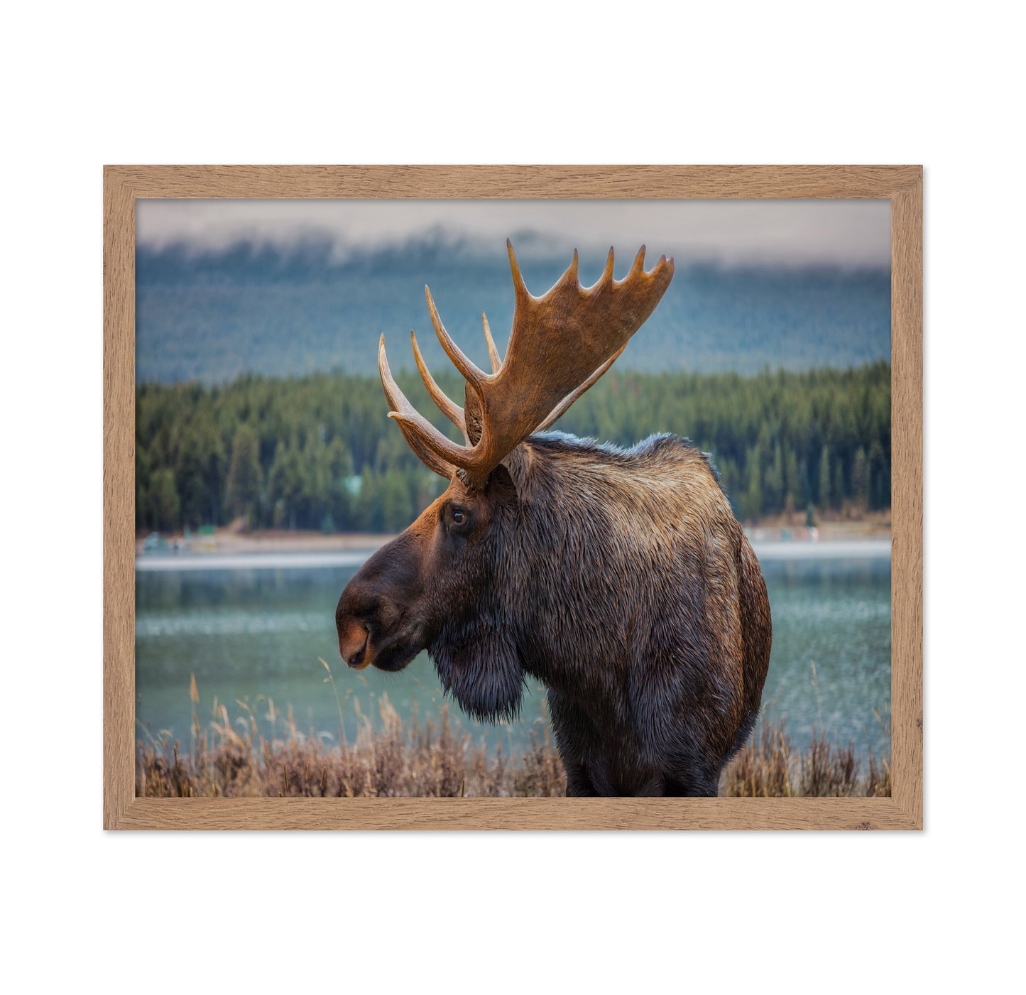 Moose