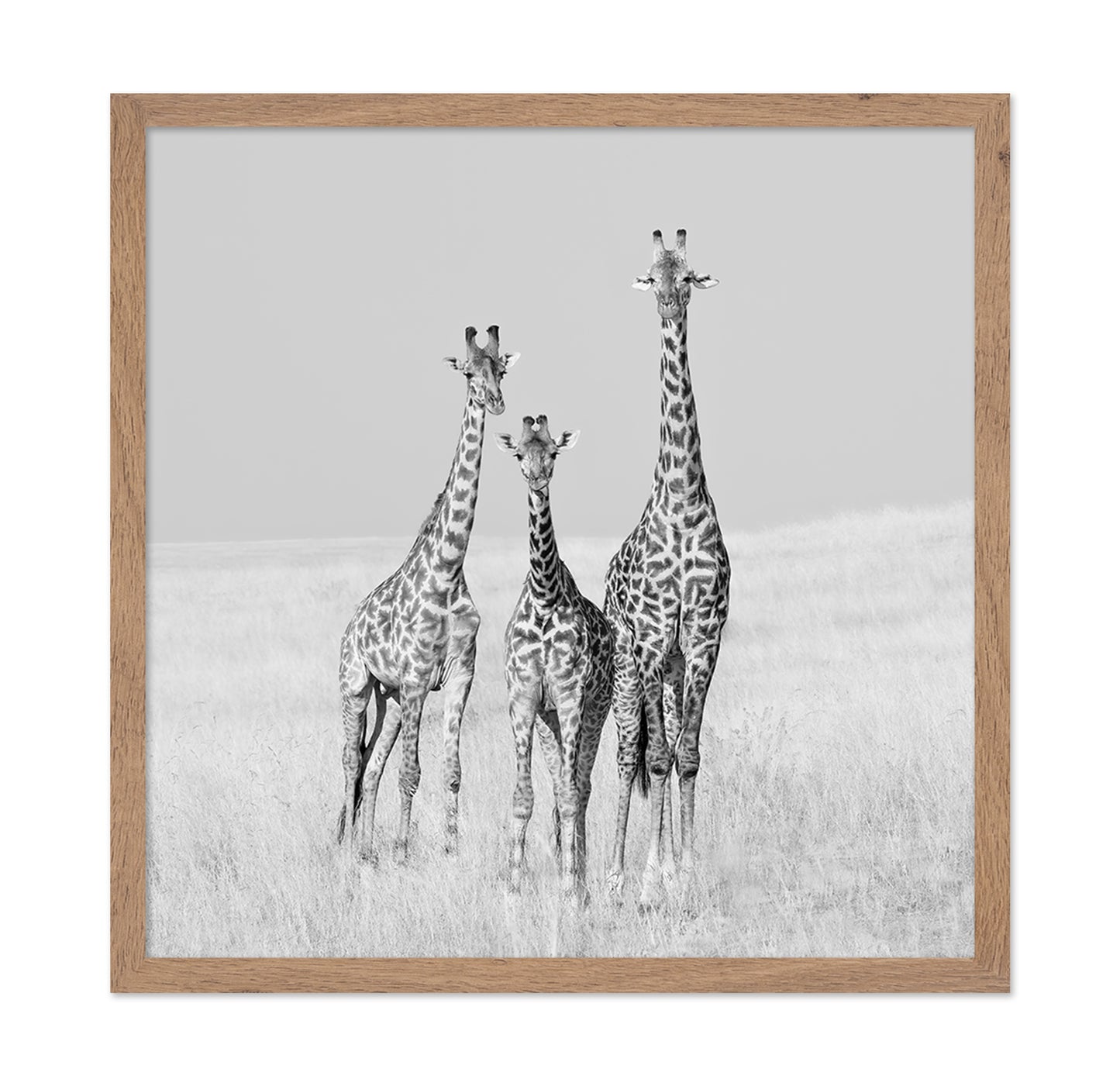 Giraffe Family