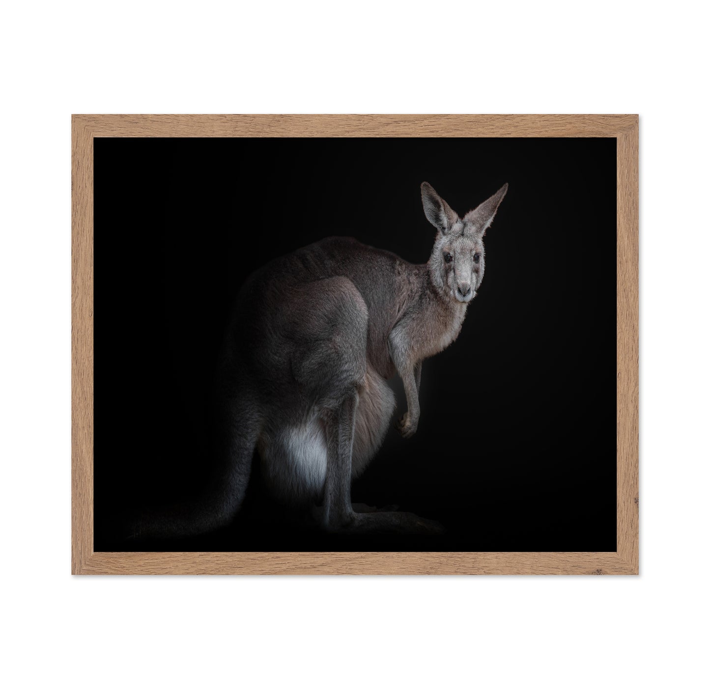Kangaroo