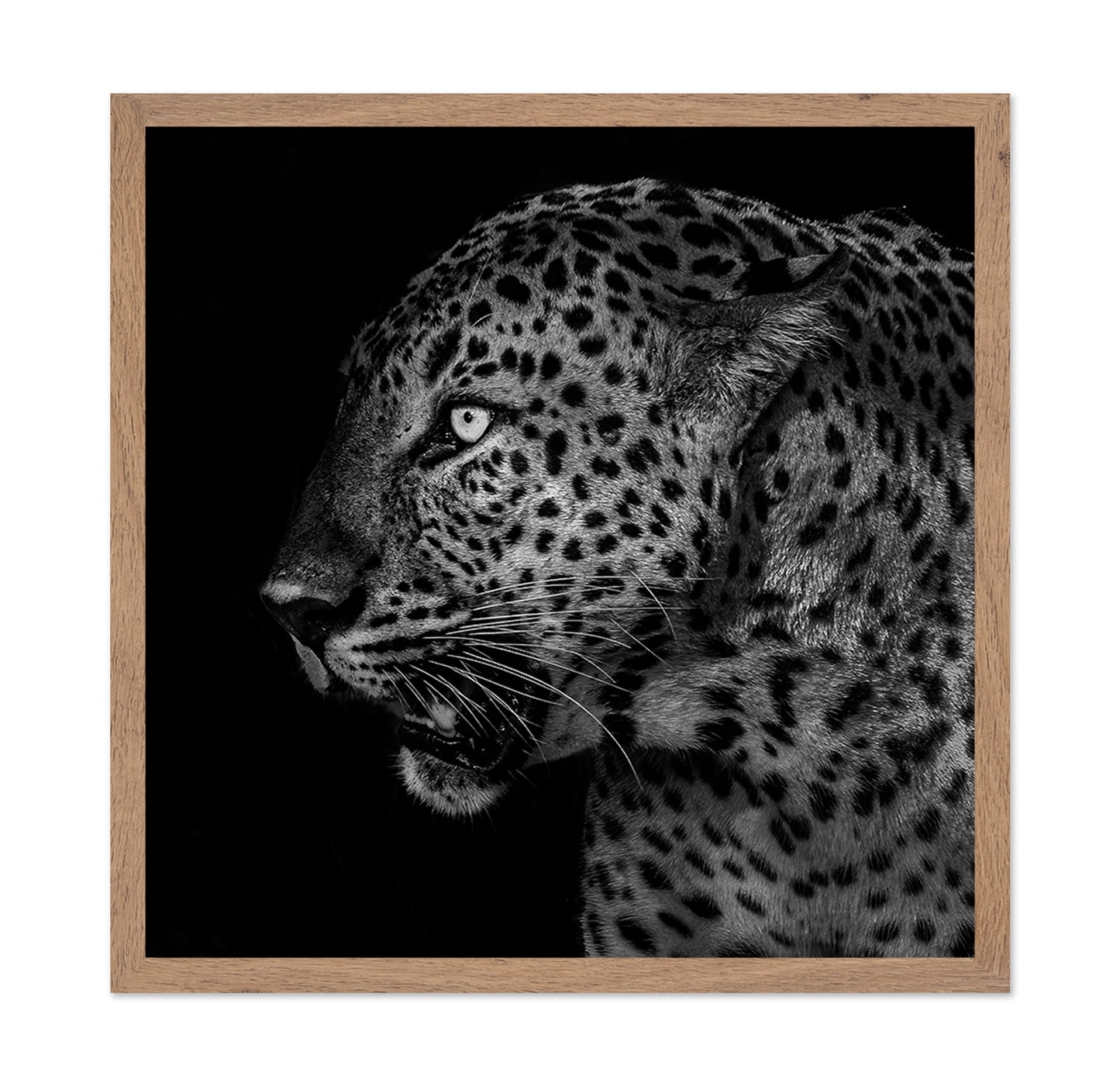 African Leopard Portrait