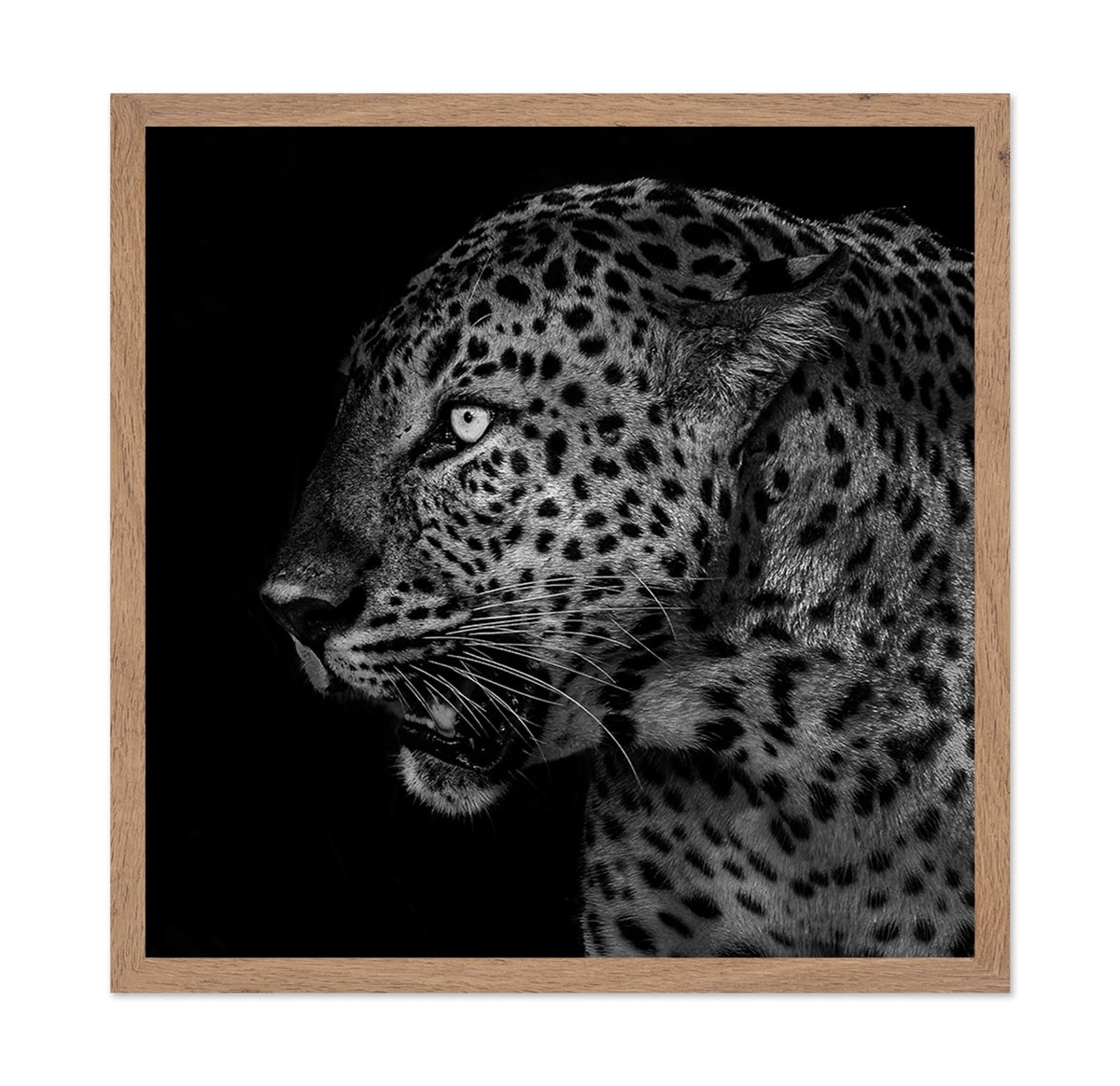 African Leopard Portrait