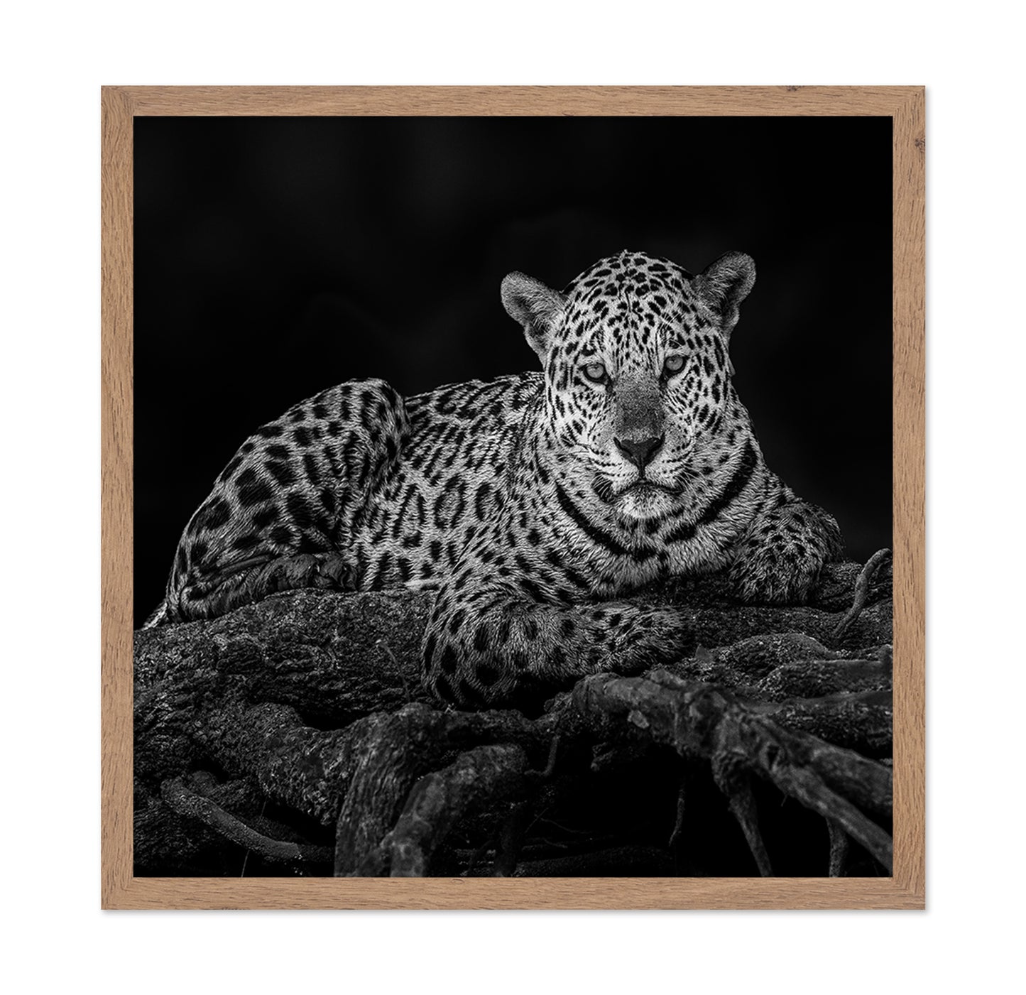 Jaguar in Tree