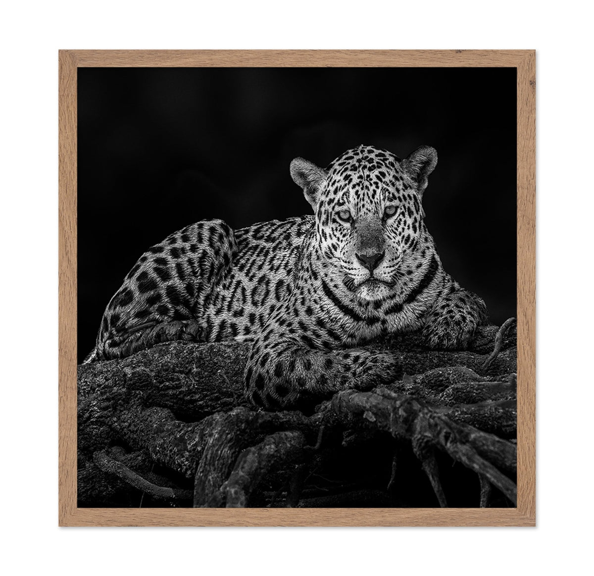 Jaguar in Tree