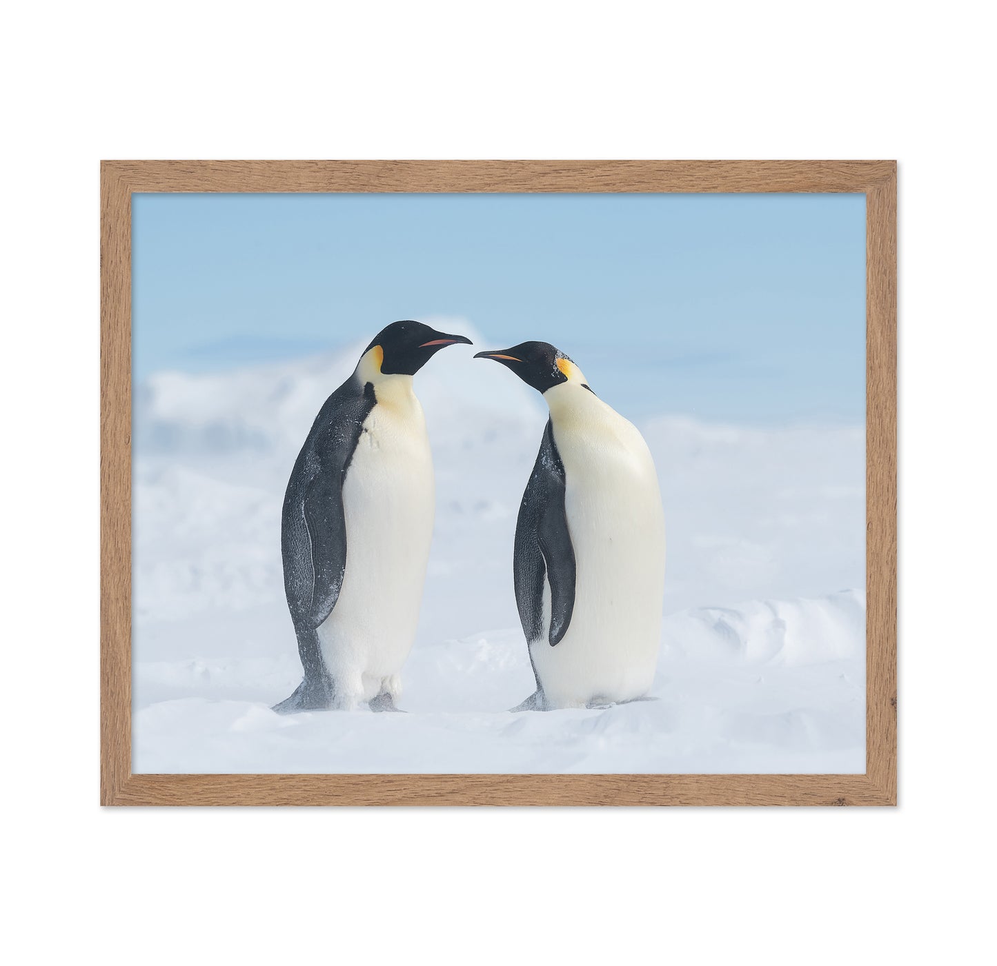 Penguin Love