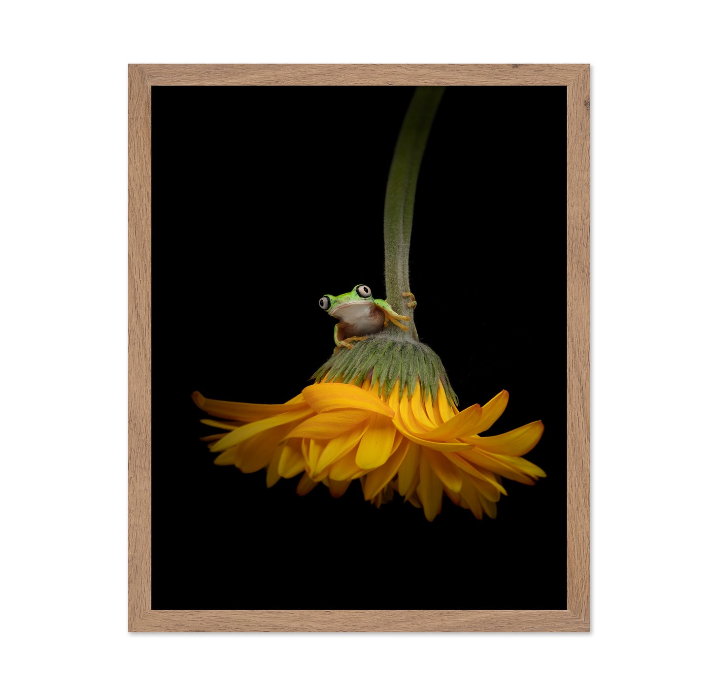The Lemur Tree Frog and the Gerbera