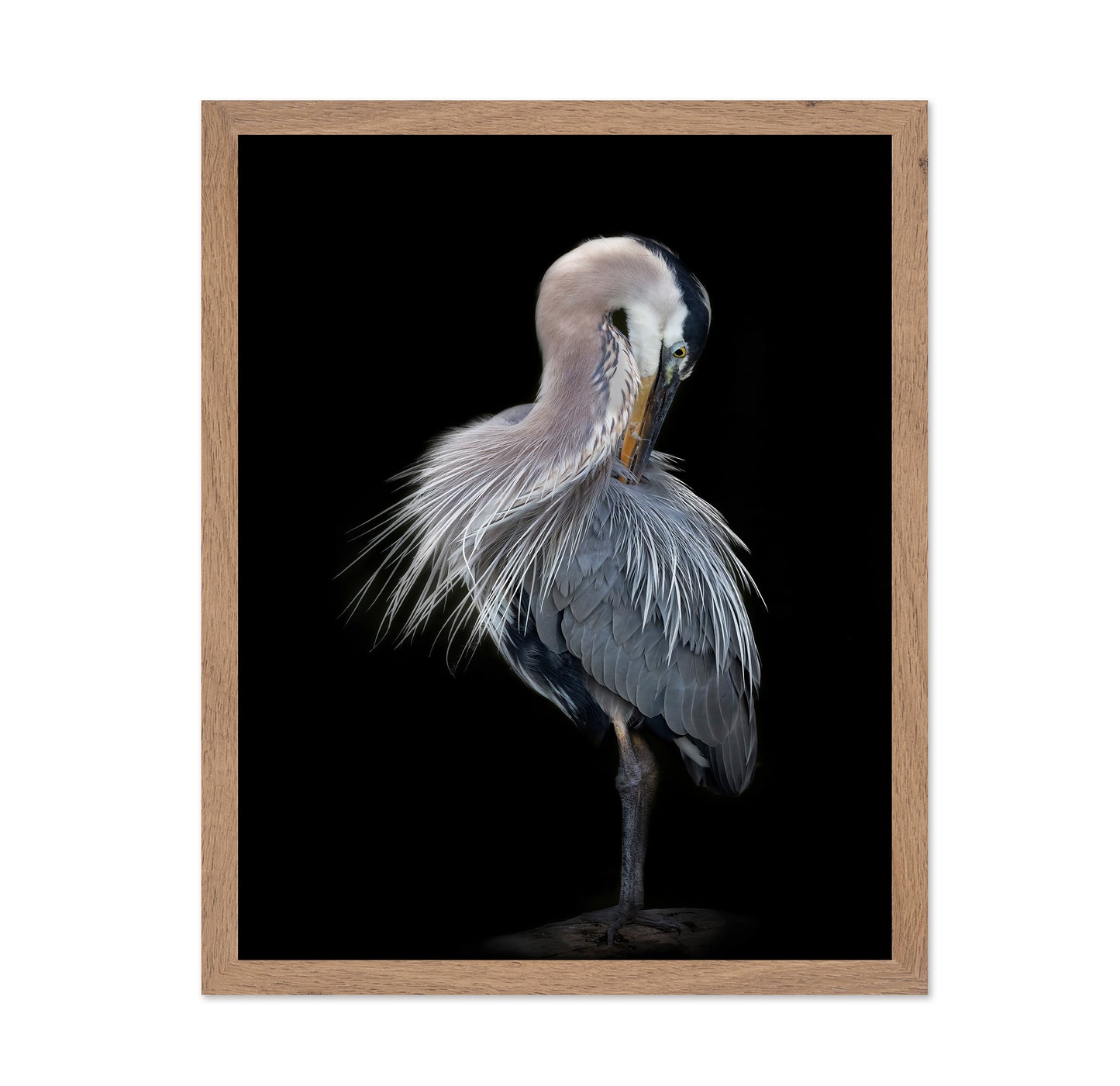 The Elegant Great Blue Heron