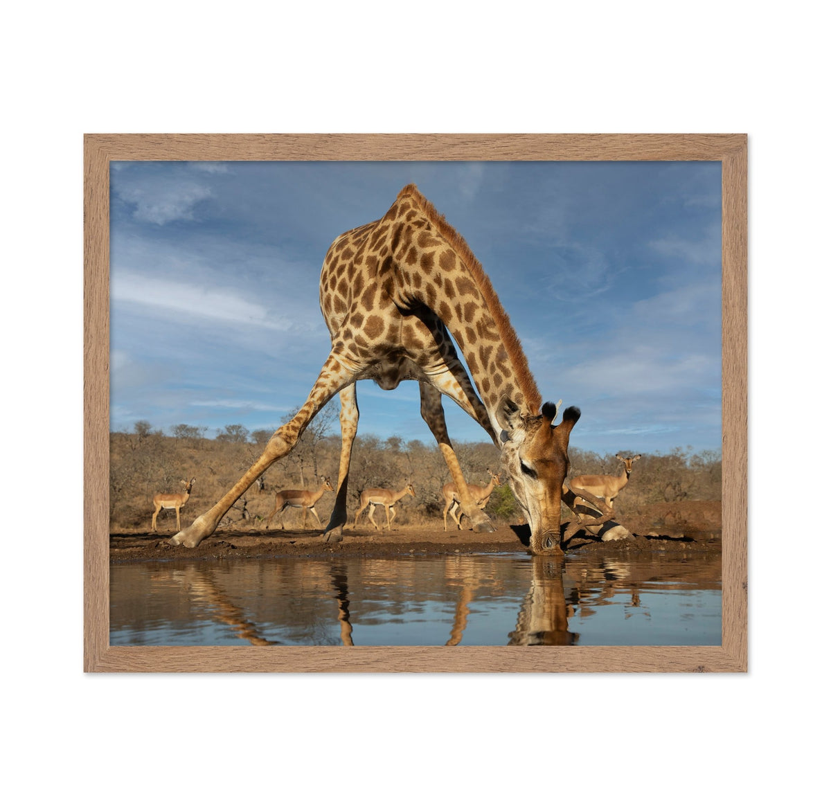 Giraffe Having a Drink