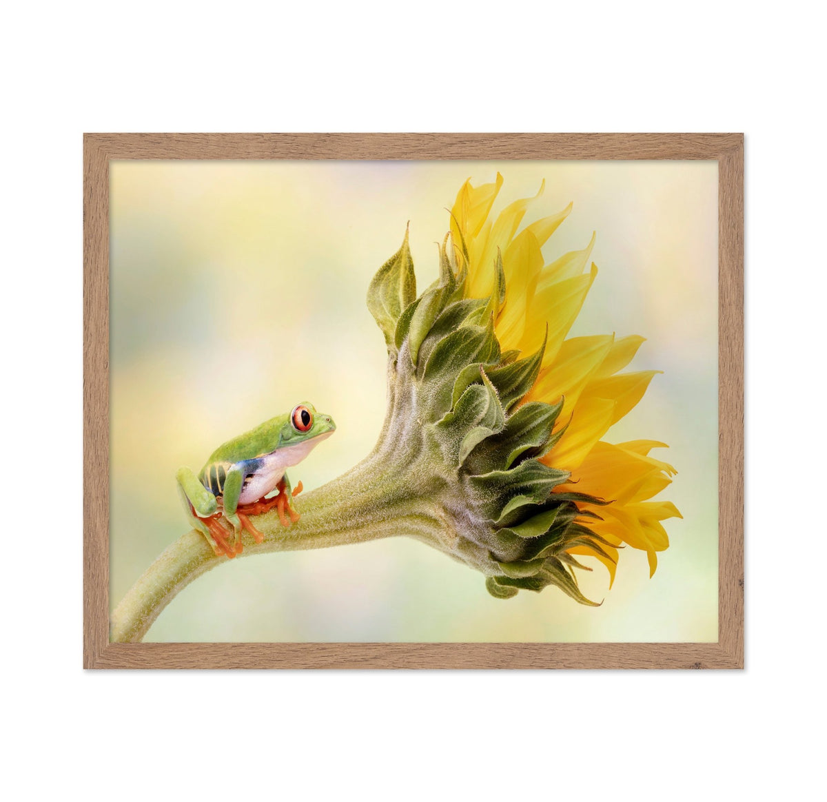Red Eyed Tree Frog on a Sunflower