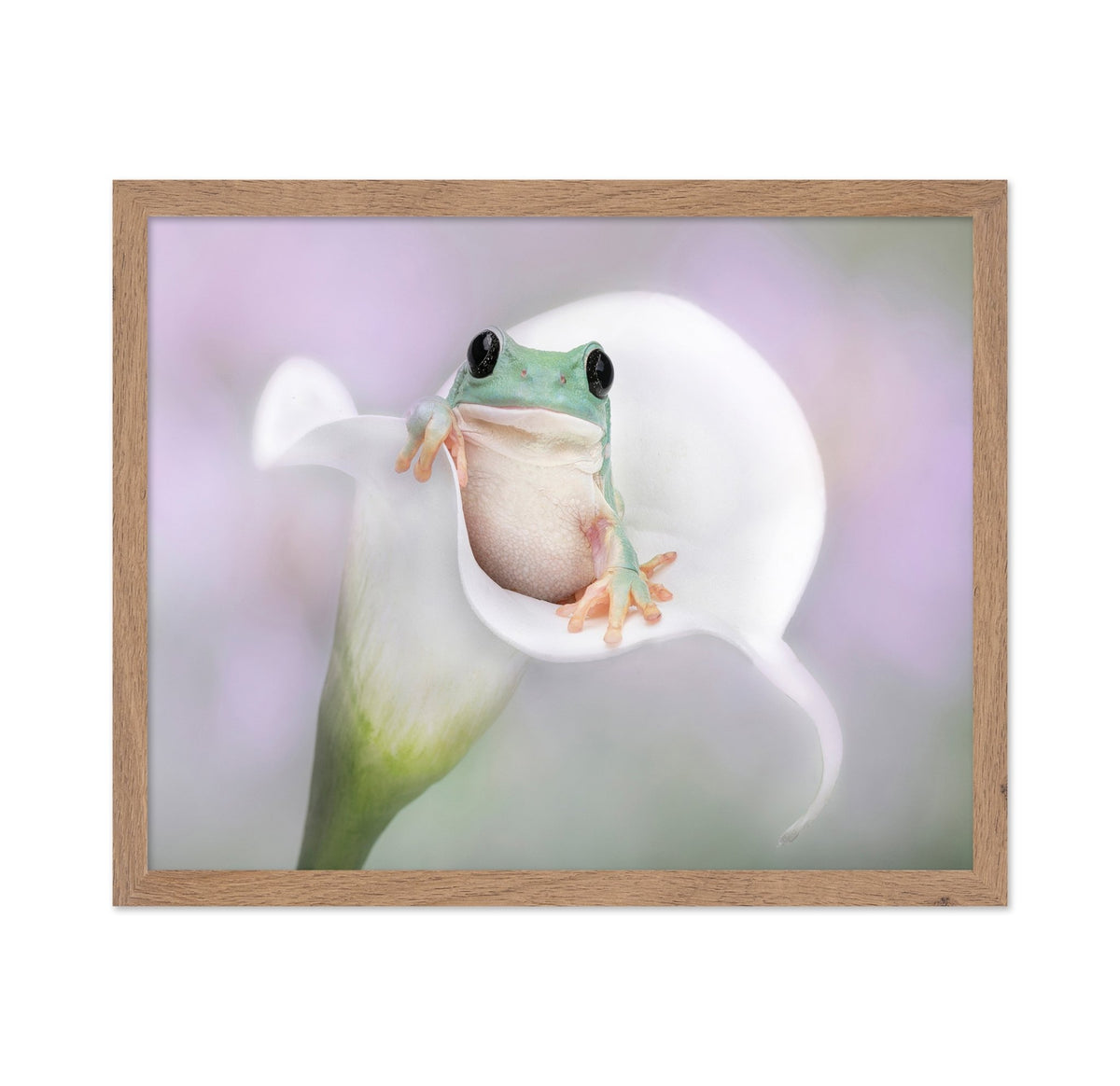 White's Tree Frog on a White Lily