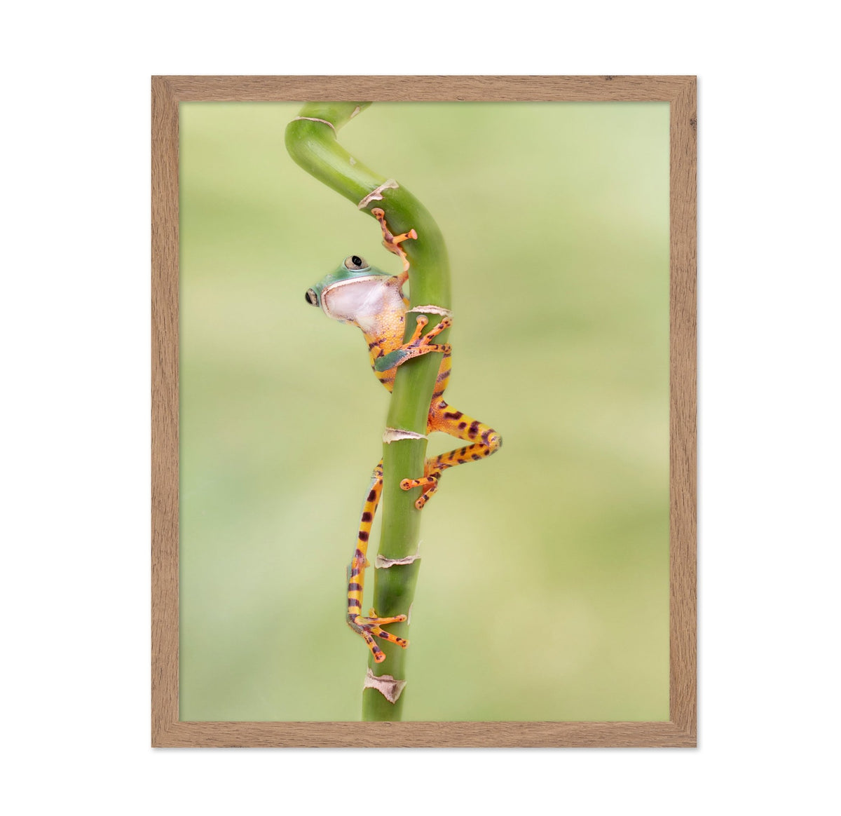 Tiger Leg Monkey Tree Frog
