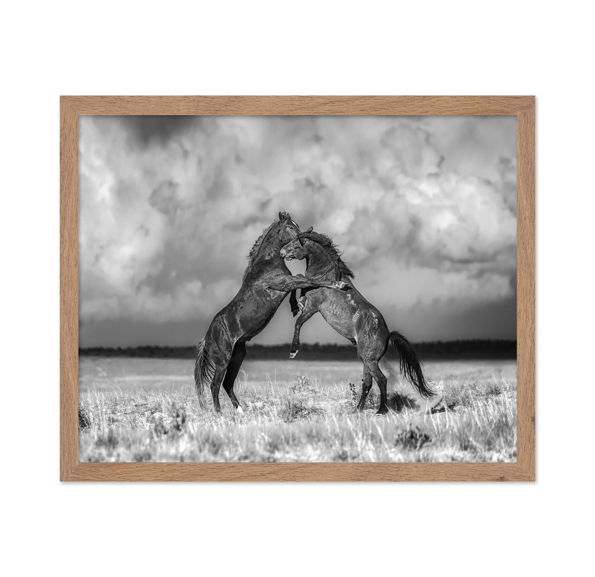 Fighting Stallions