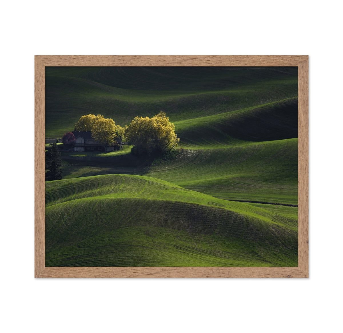 Palouse Field in May