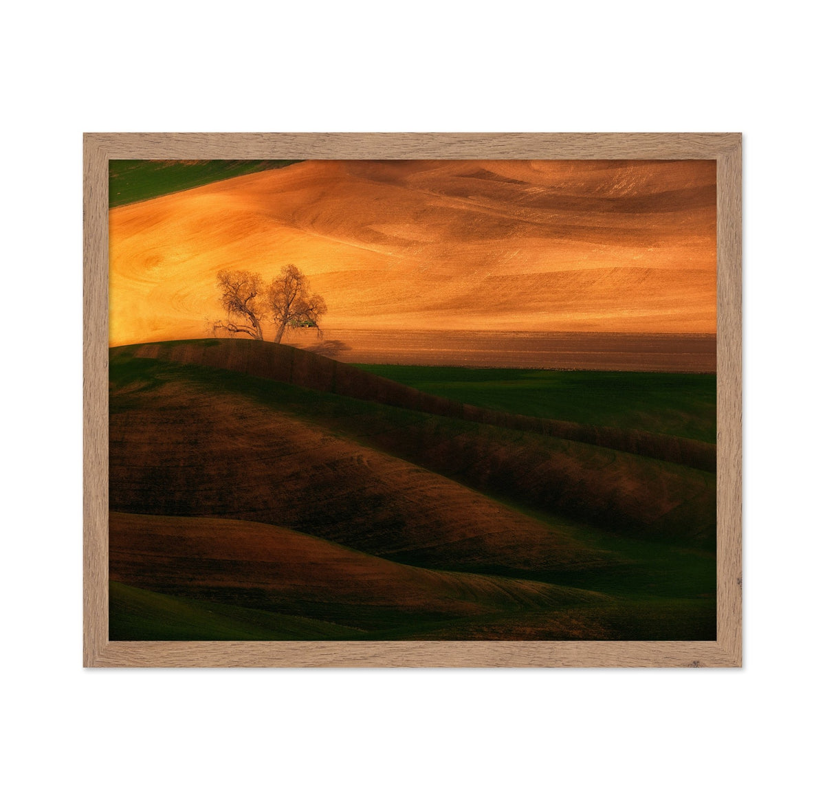 Sunset Tree on Field