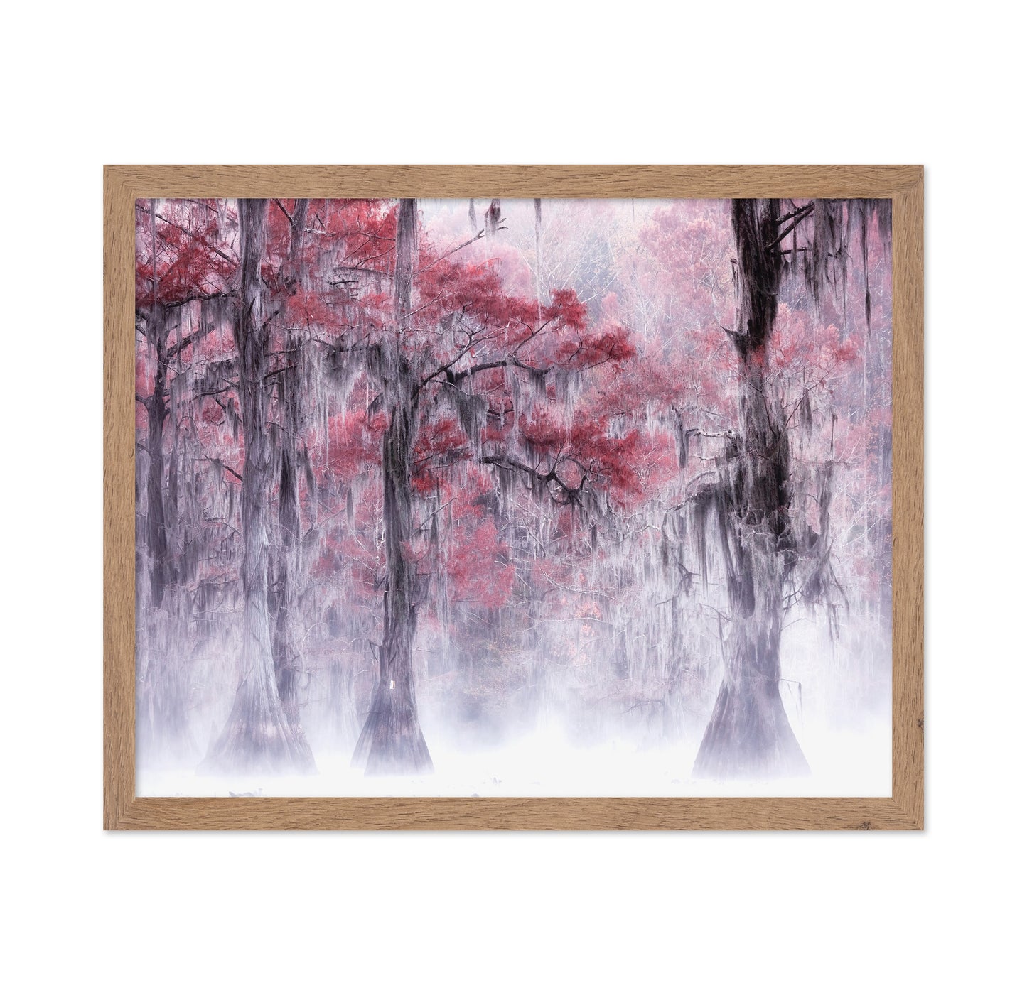 Foggy Fall Foliage at Caddo Lake