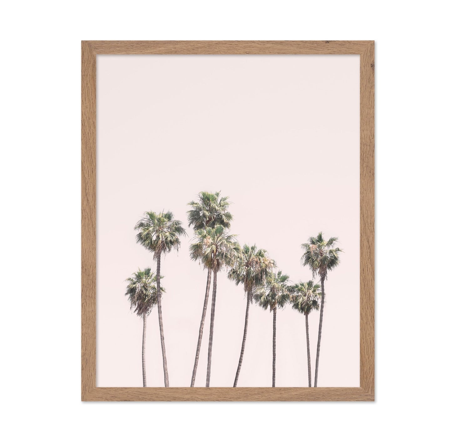 Blush Palms