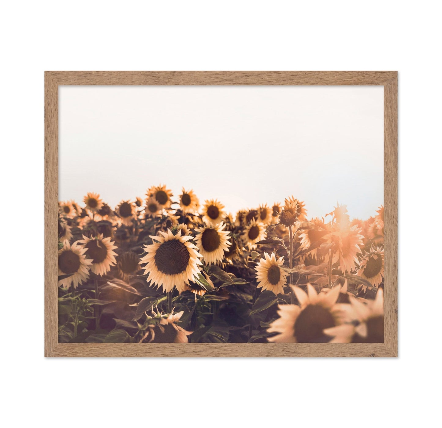 Sunflowers No 2