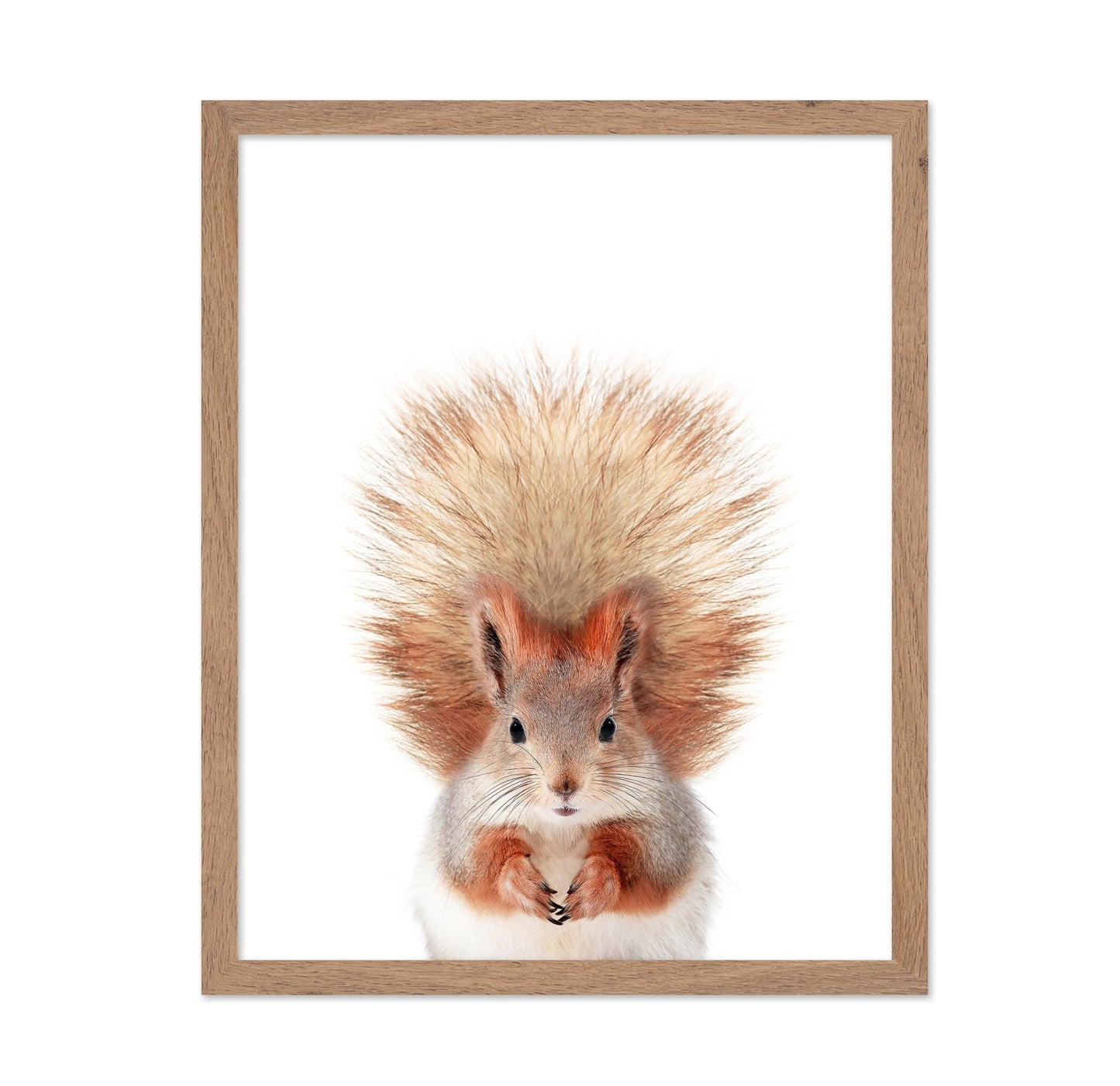 Baby Squirel